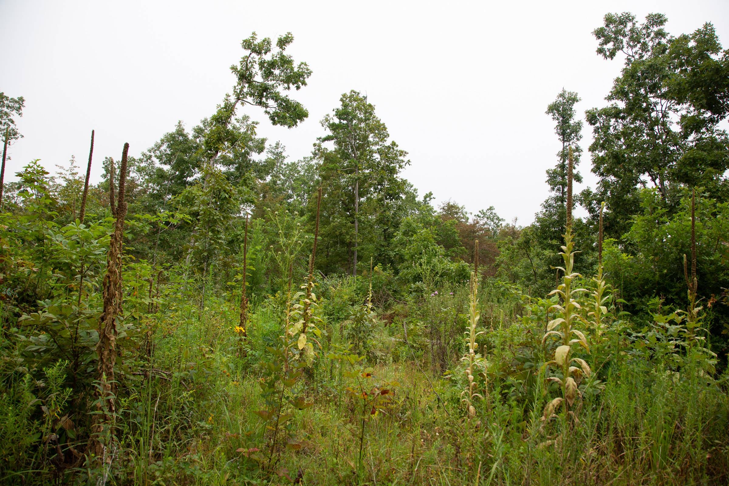 Borgmann’s Hollow Phase I photo 16