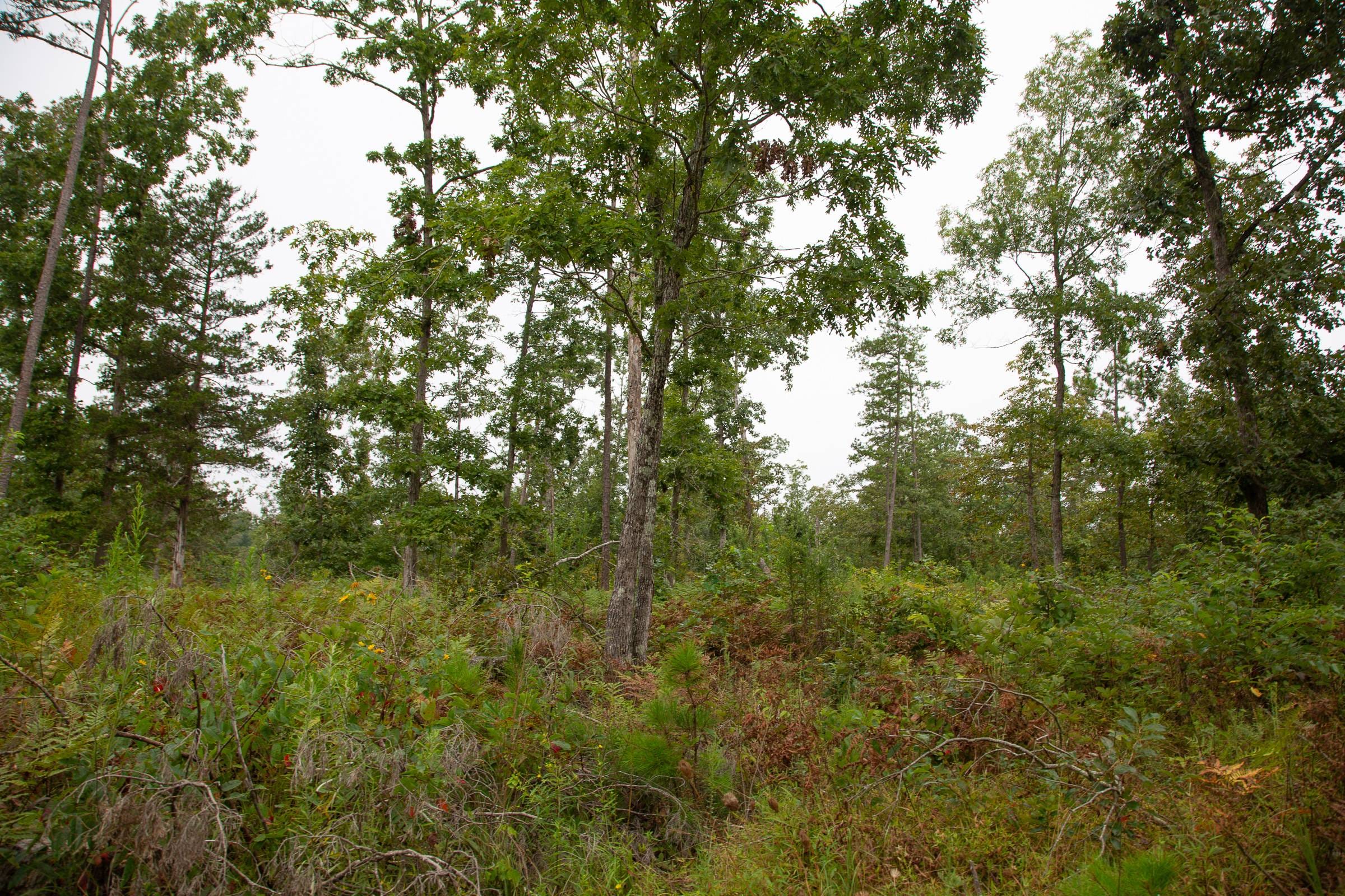 Borgmann’s Hollow Phase I photo 19