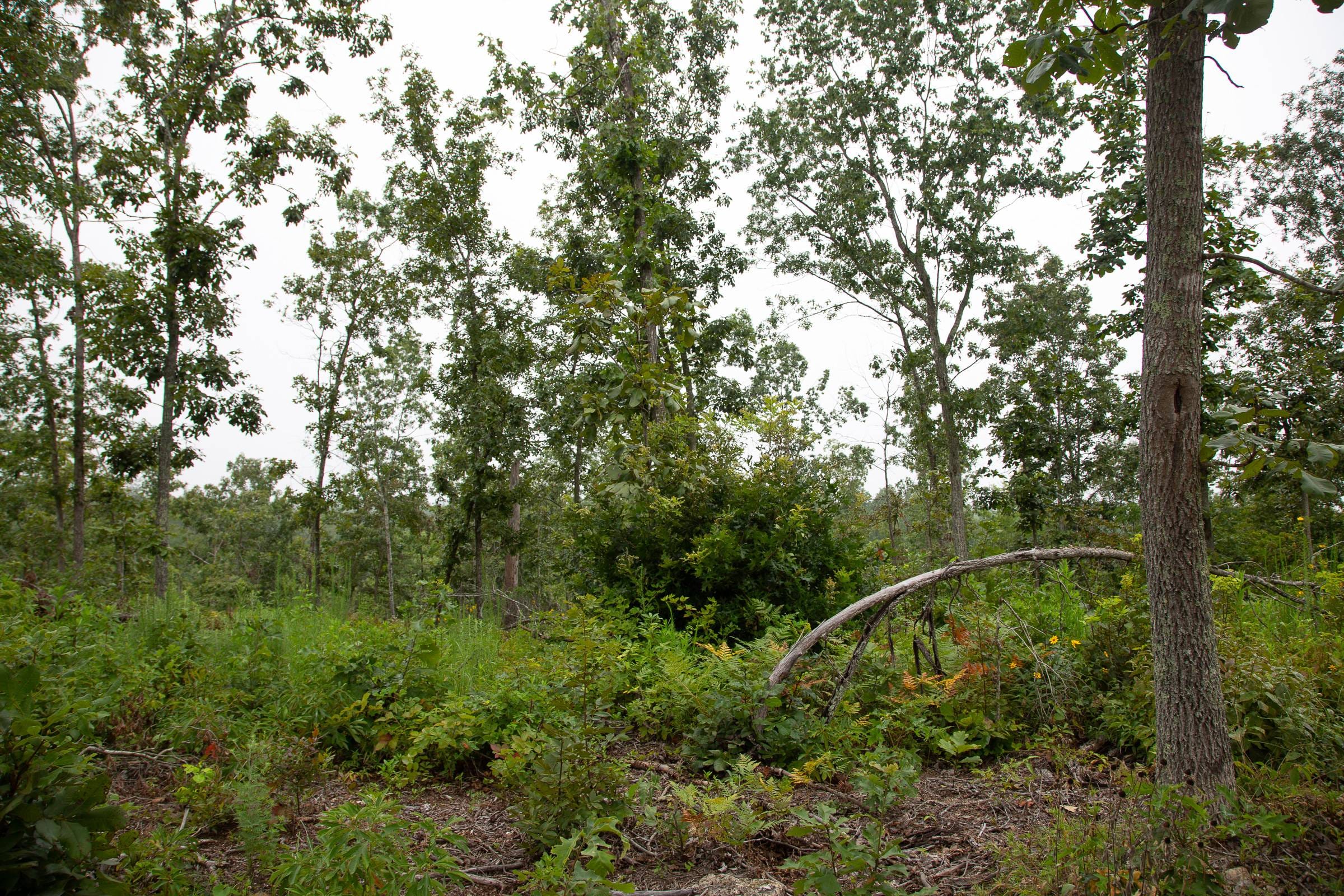 Borgmann’s Hollow Phase I photo 14