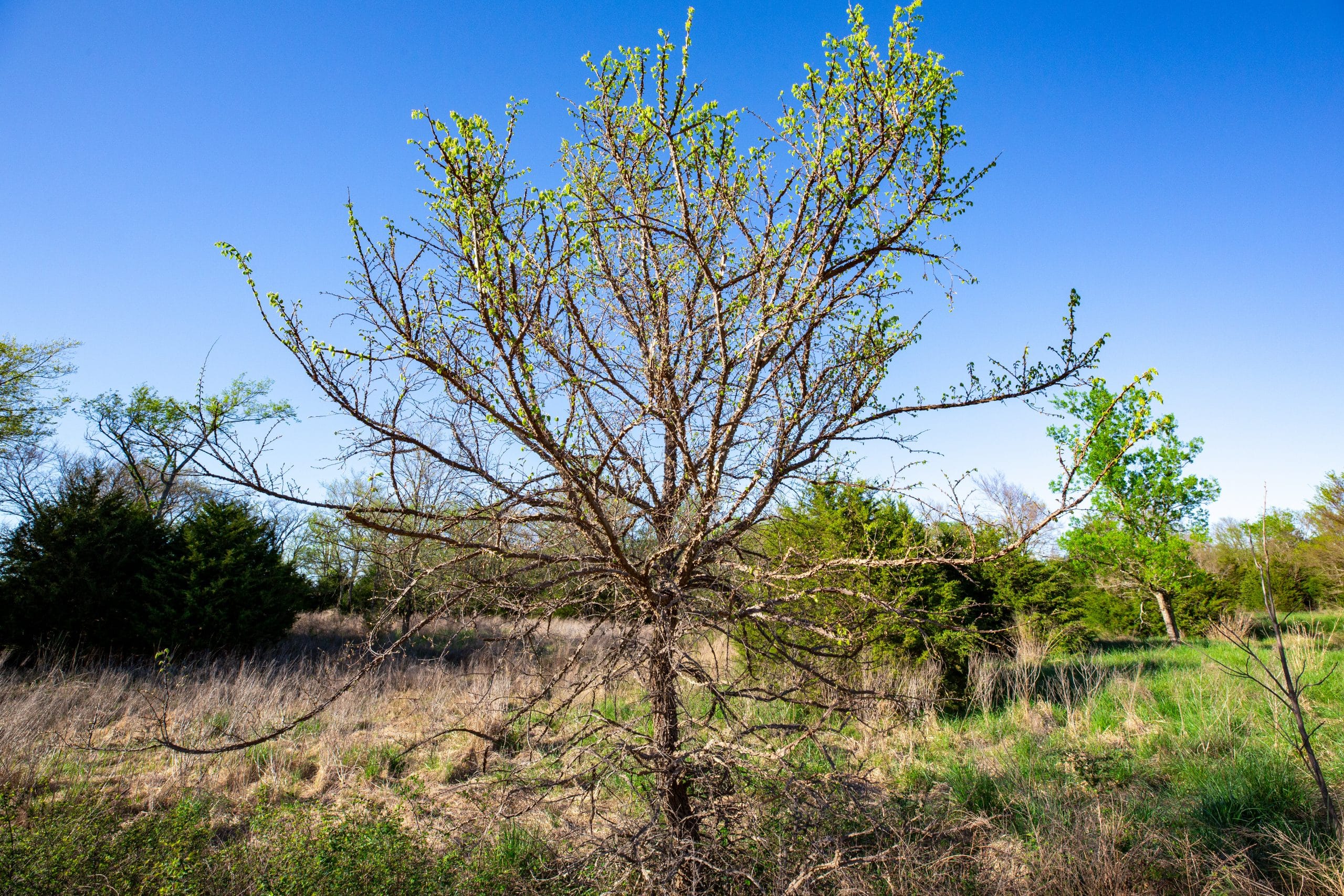 Prairie Grove photo 19