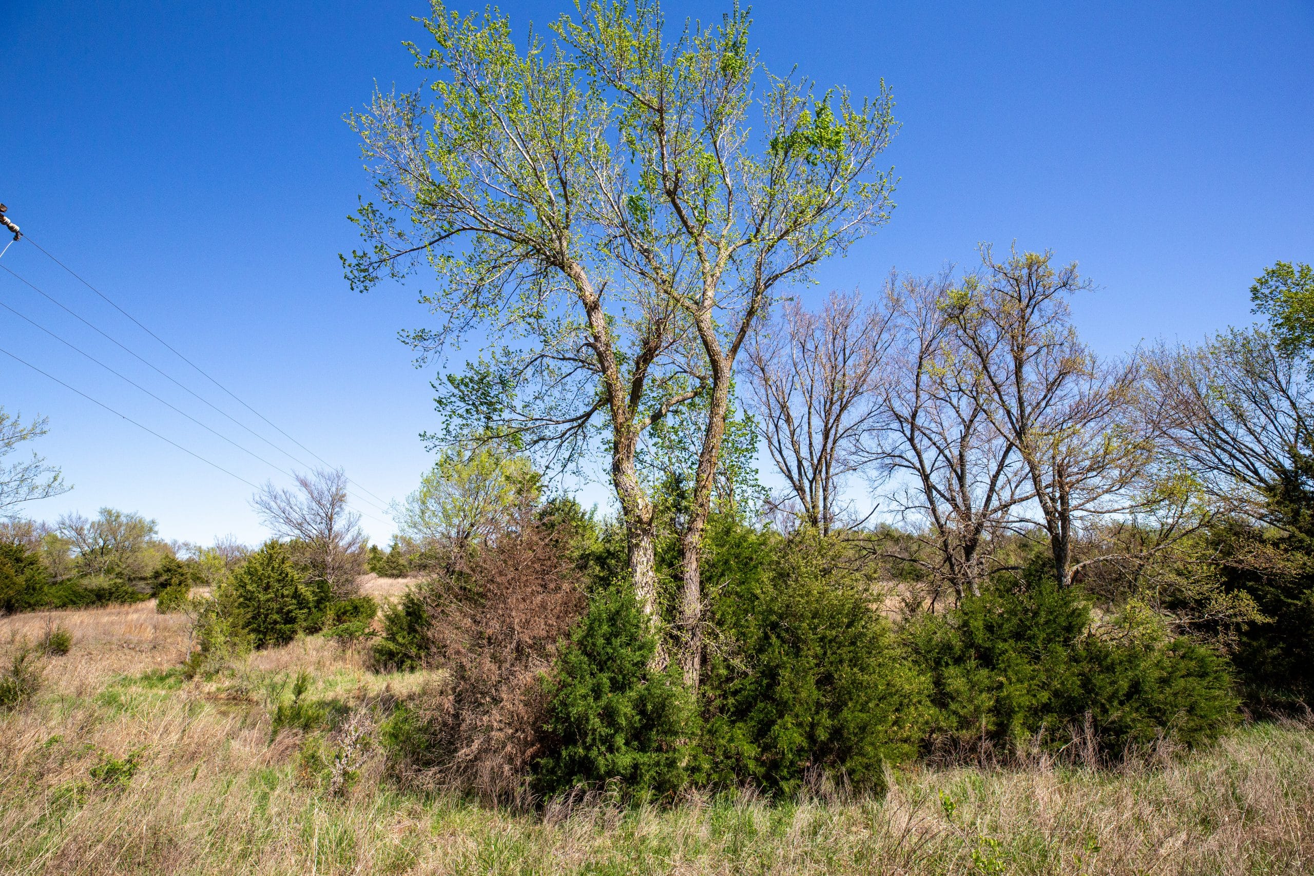 Prairie Grove photo 4