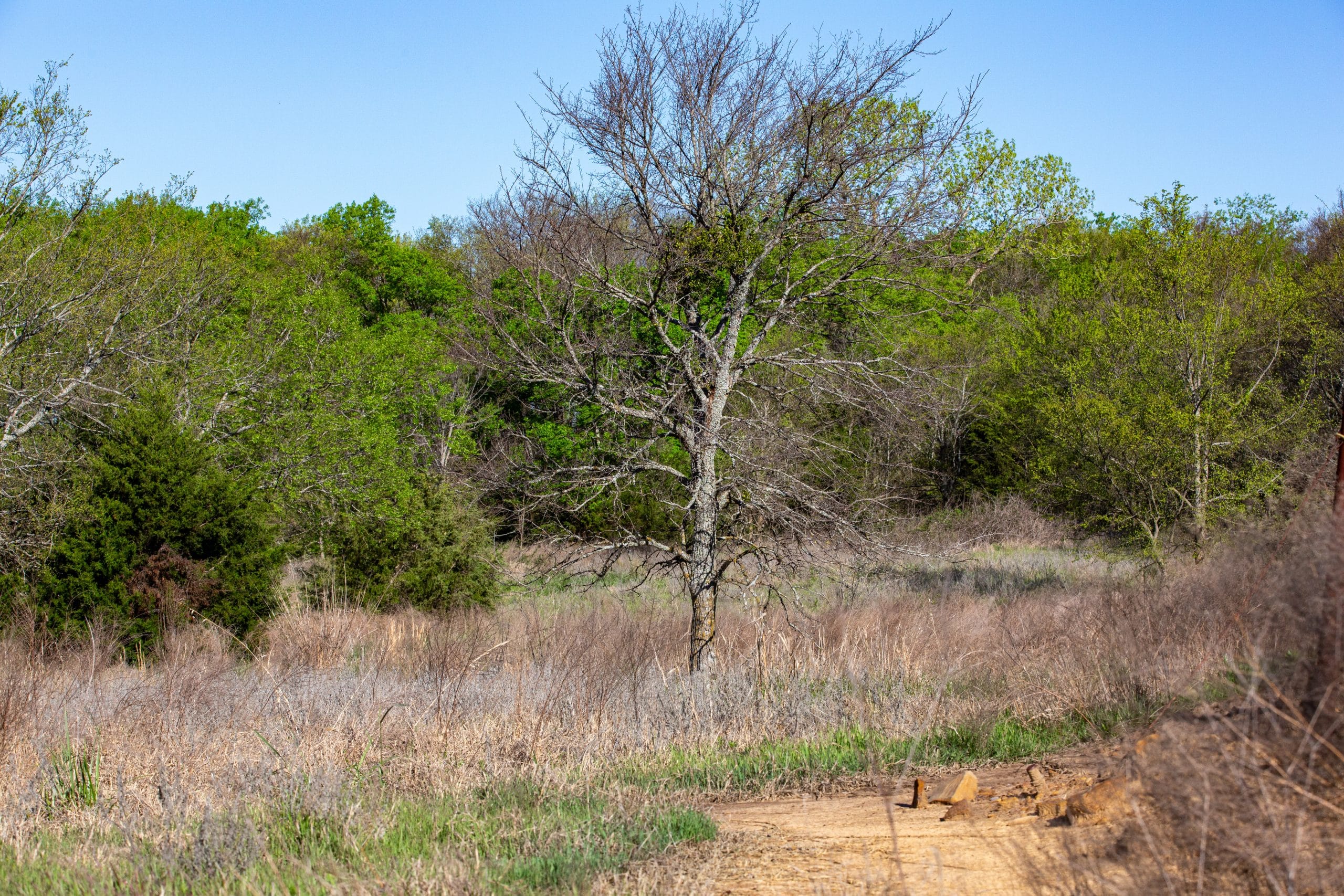 Prairie Grove photo 20