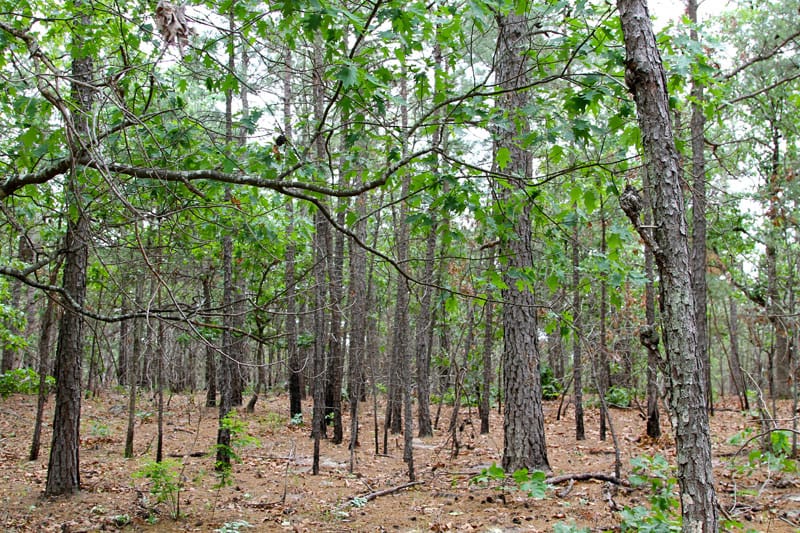 Trophy Ridge Phase III photo 3