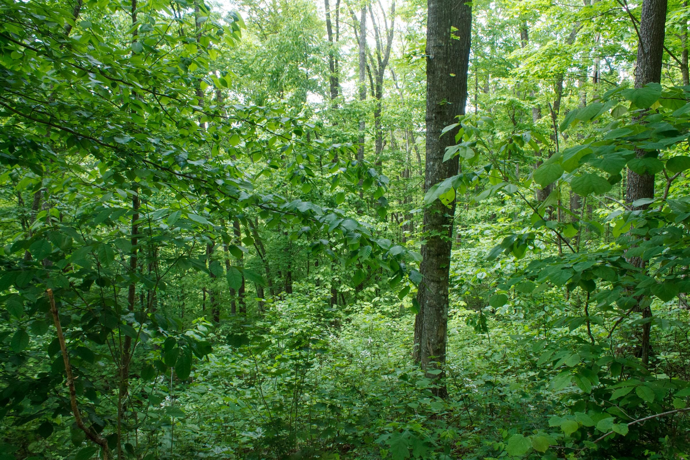 Riverbend photo 12