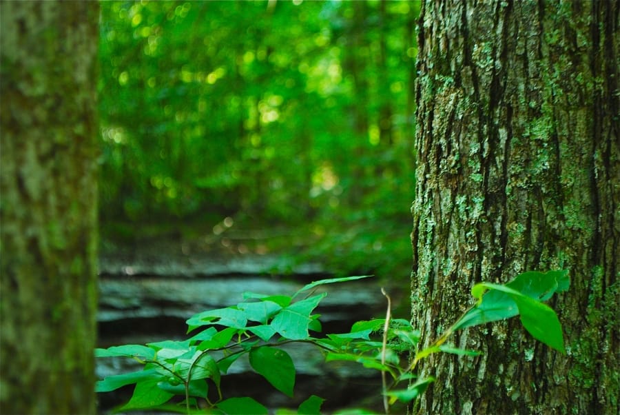 Sugartree Falls photo 6