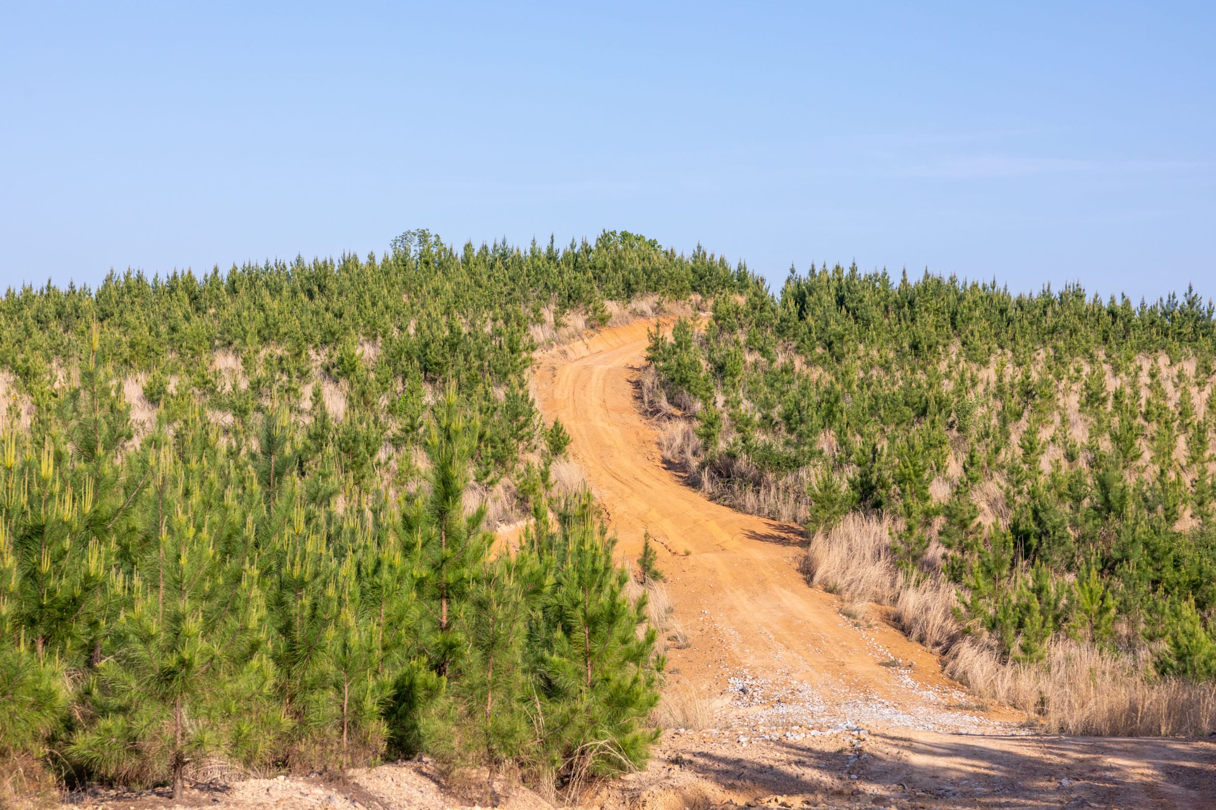 Clear Wood photo 20