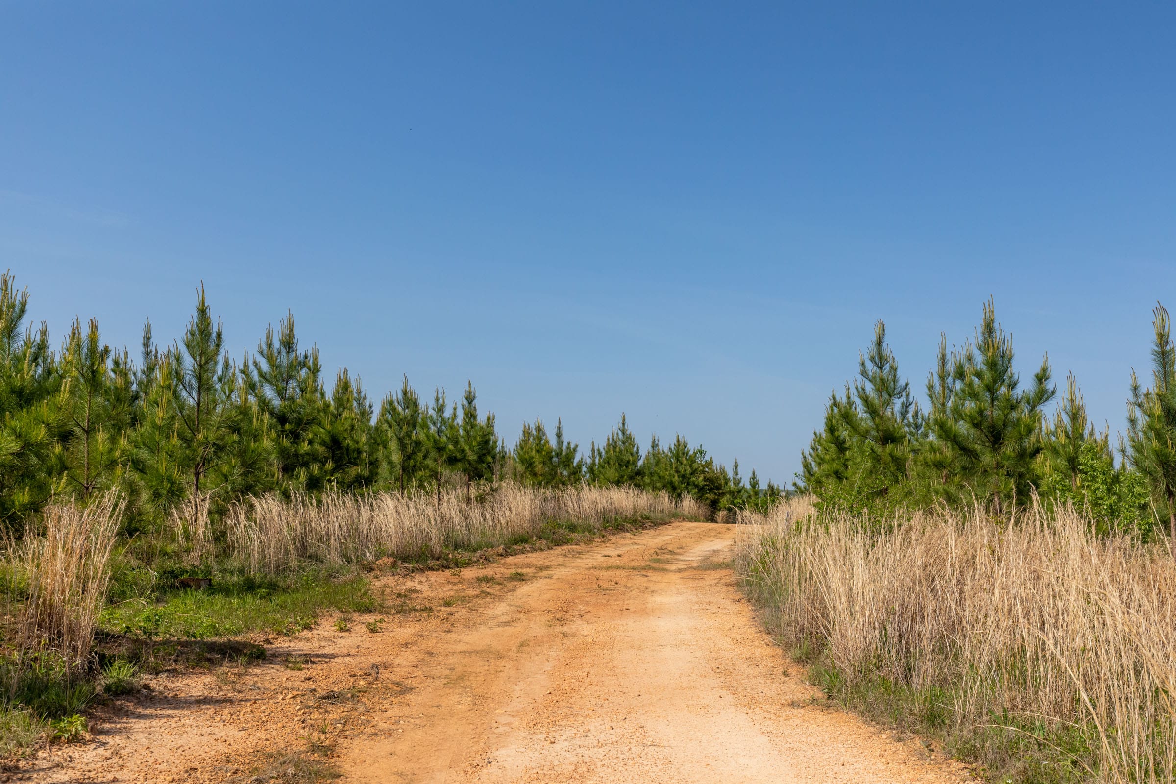 Clear Wood photo 15