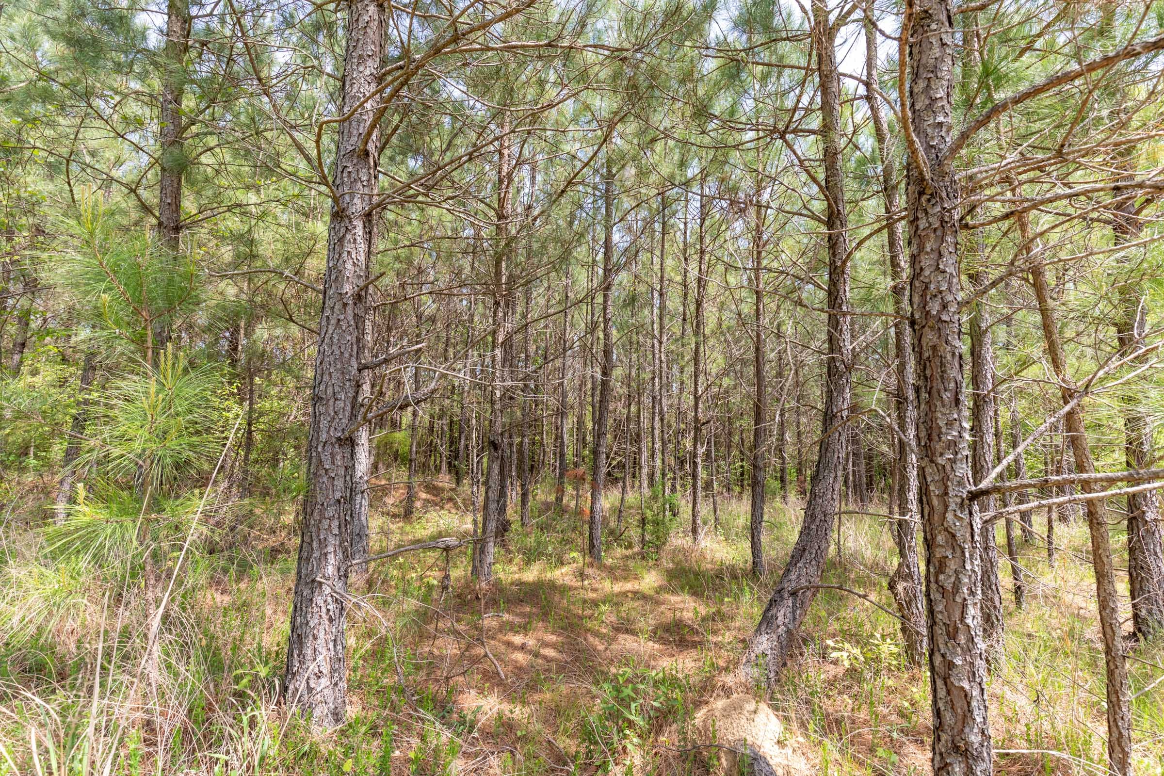 Clear Wood photo 14