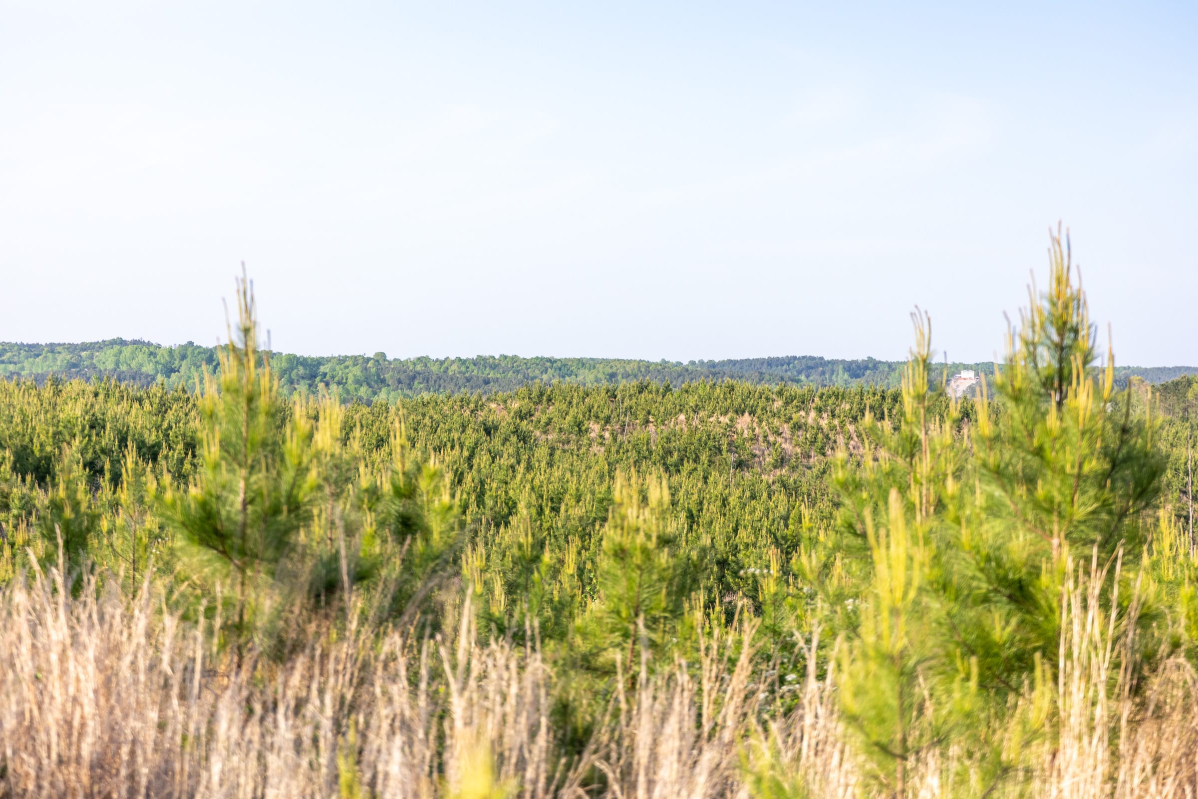 Clear Wood photo 22