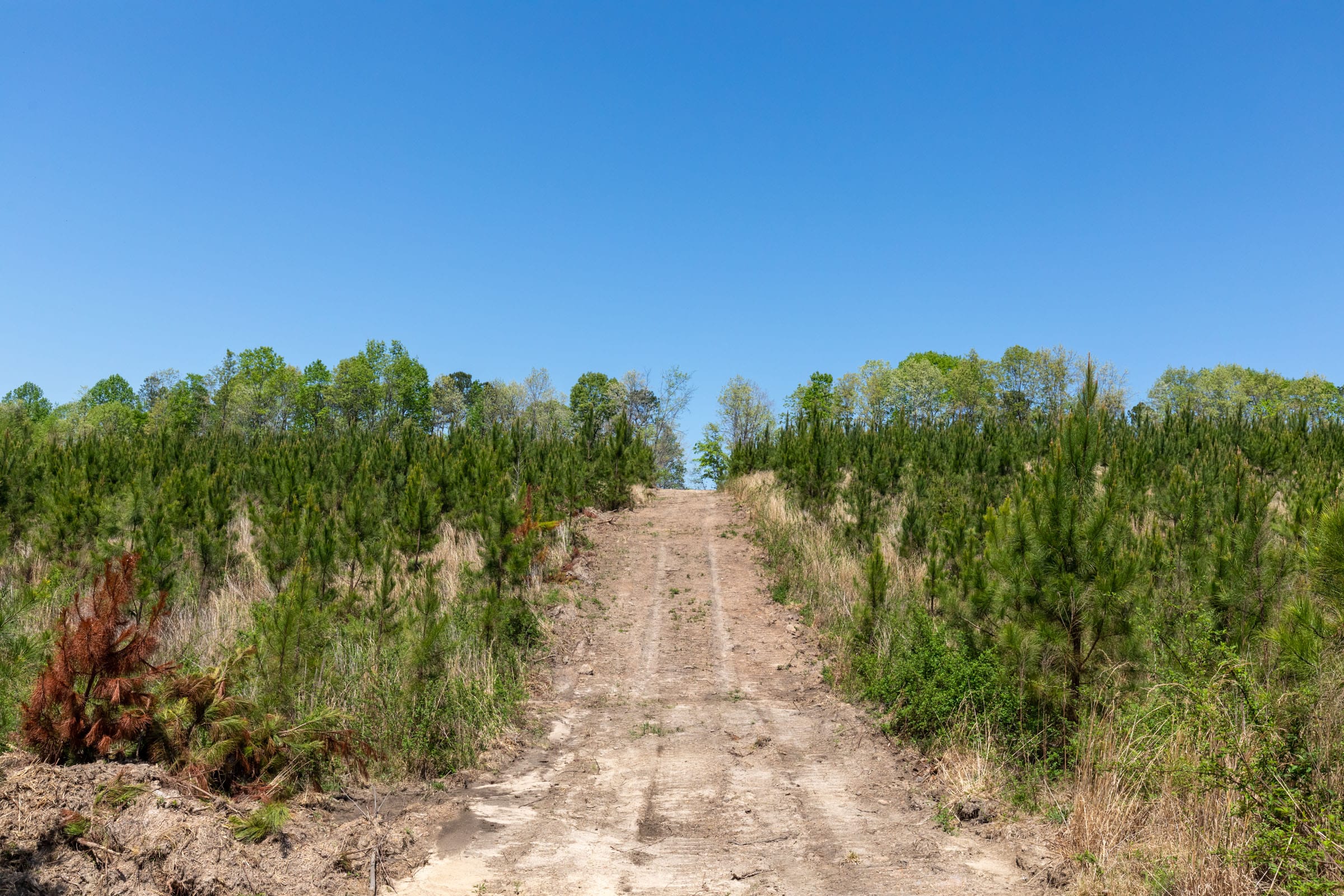 Clear Wood photo 7