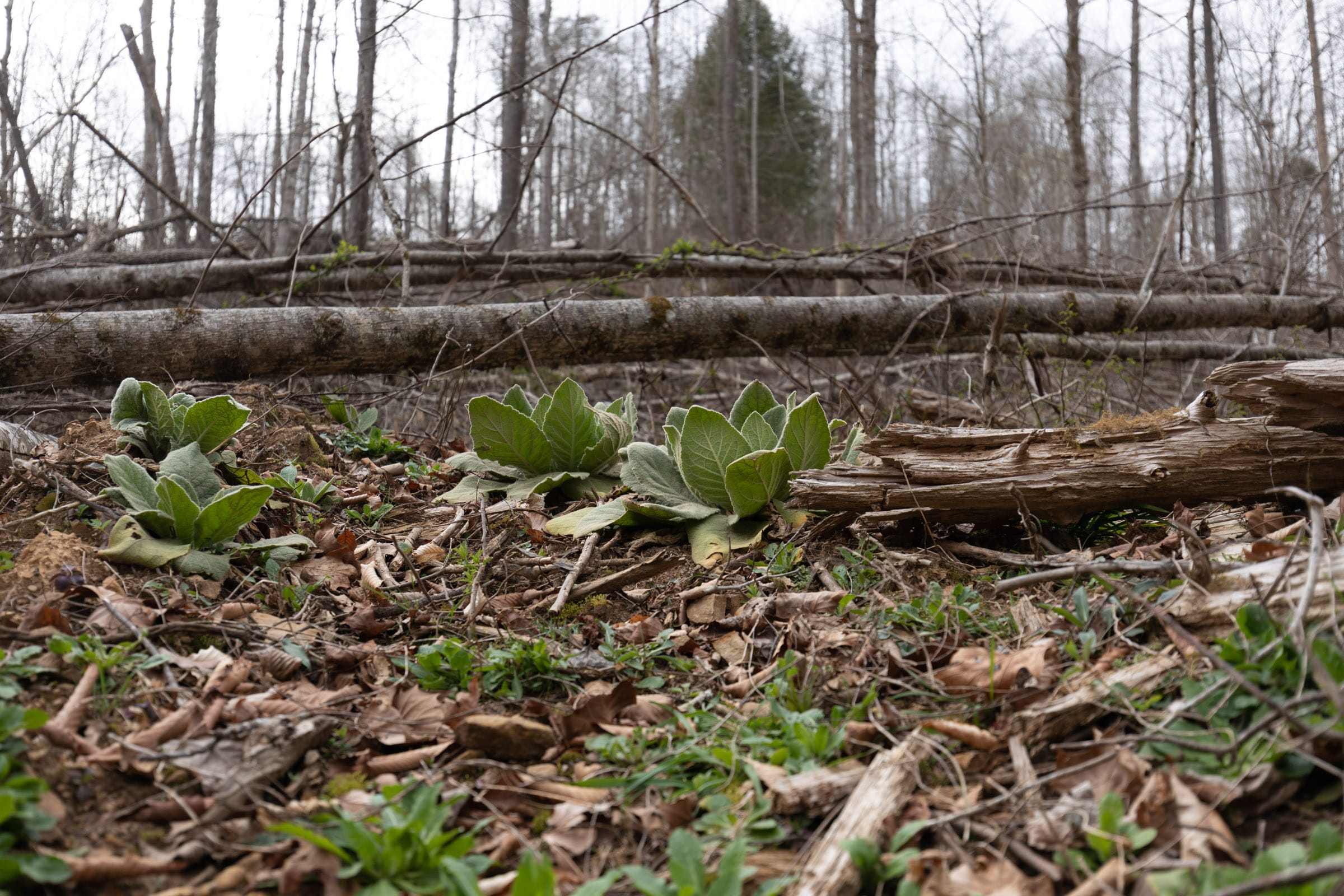 Creek Hollow photo 13