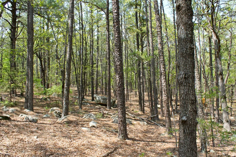 Kiamichi Wilderness photo 7