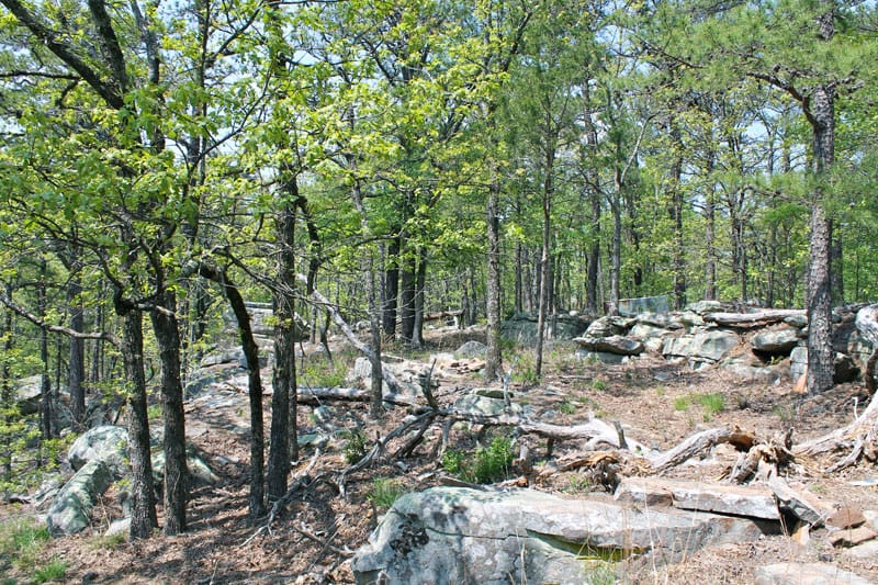 Kiamichi Wilderness photo 3