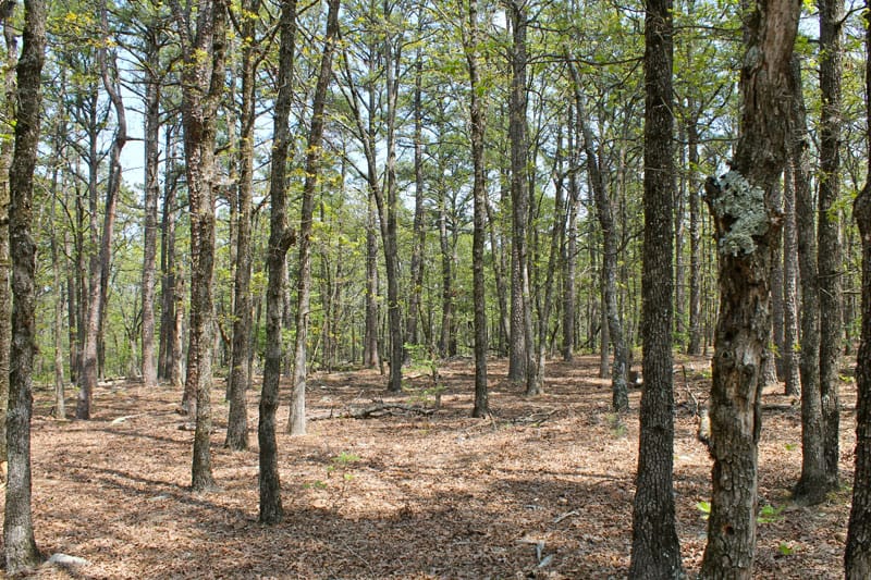 Kiamichi Wilderness photo 6