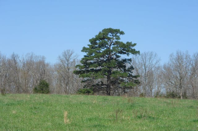 Whispering Oaks photo 10