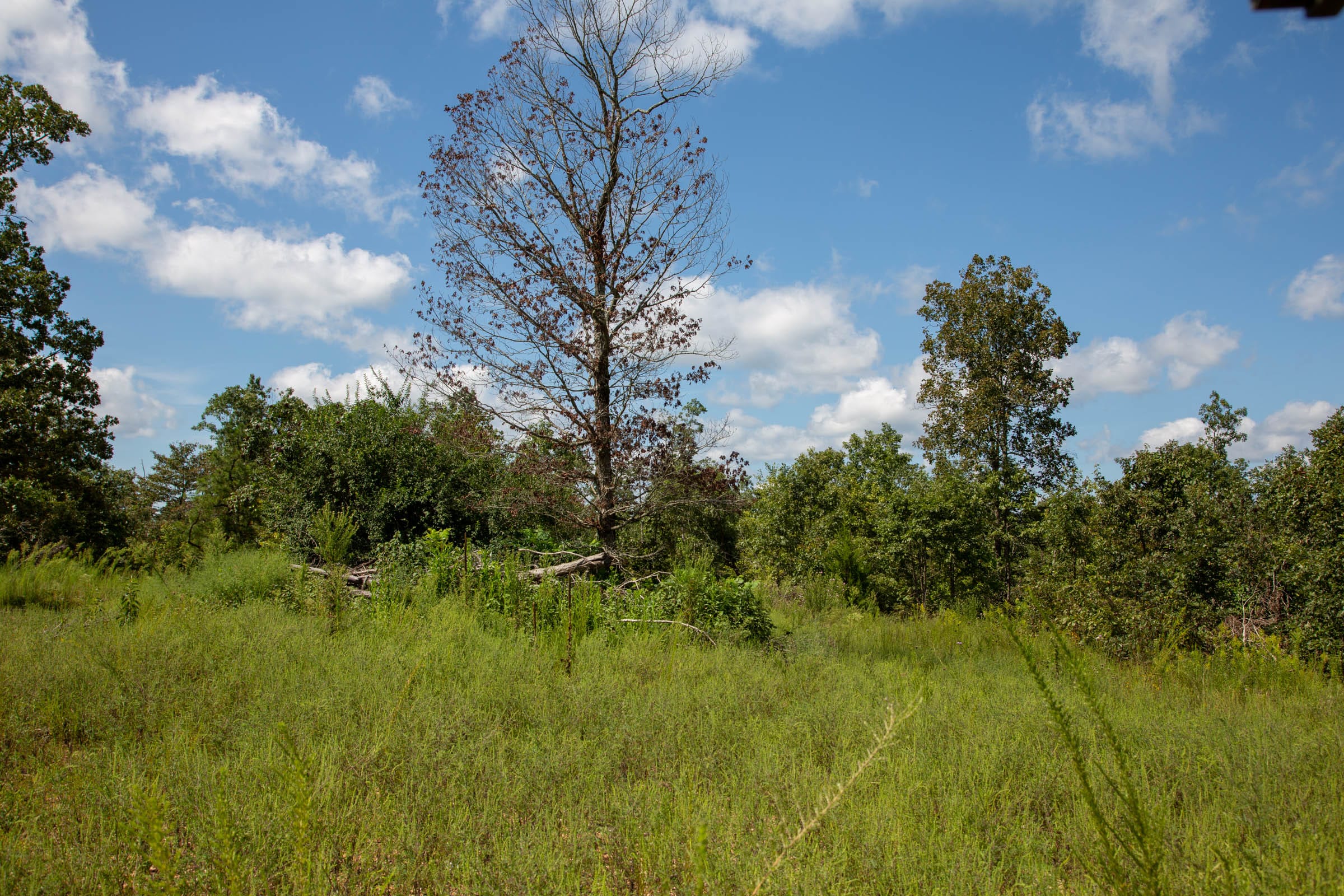 Borgmann’s Hollow Phase II photo 7