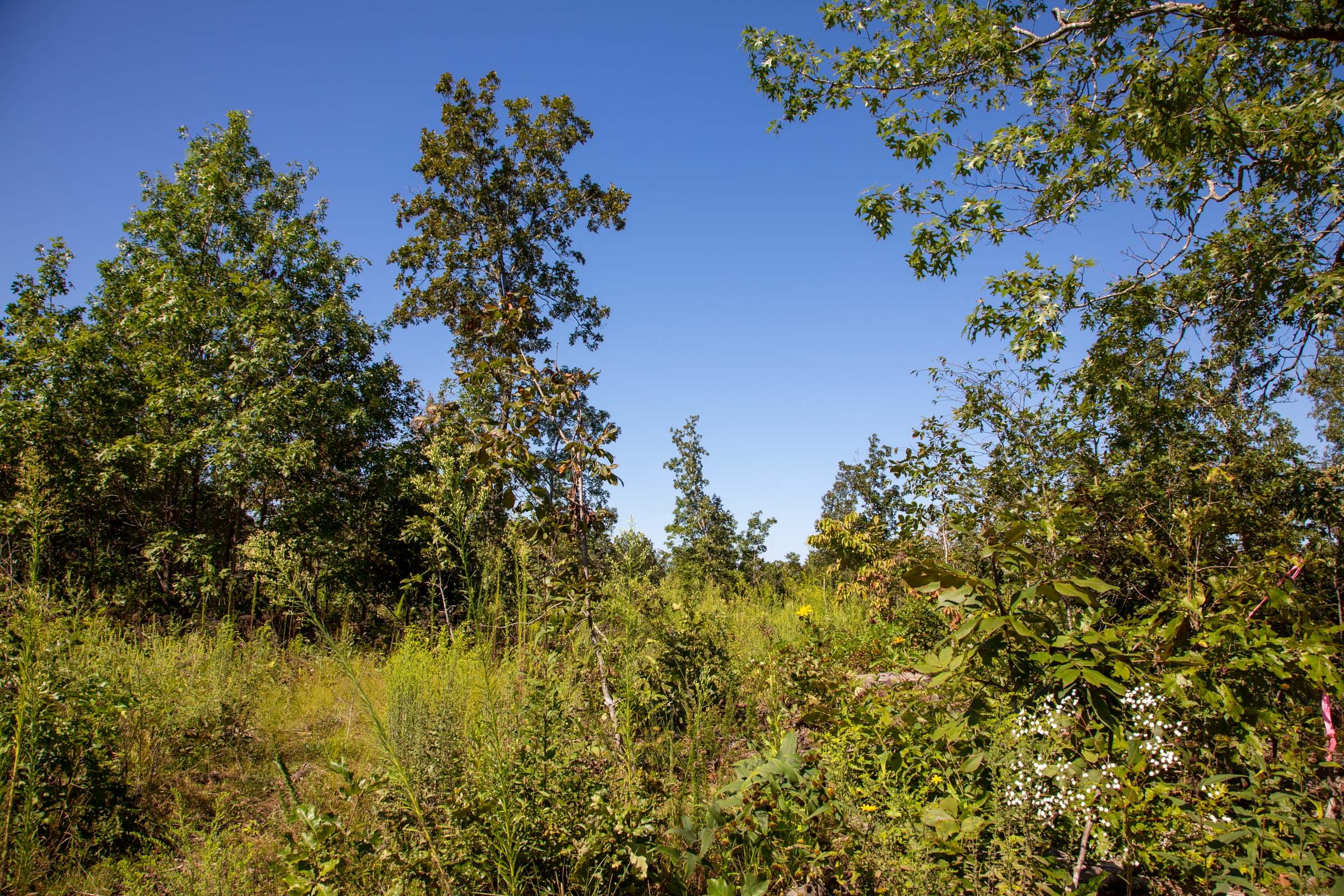Borgmann’s Hollow Phase II photo 13