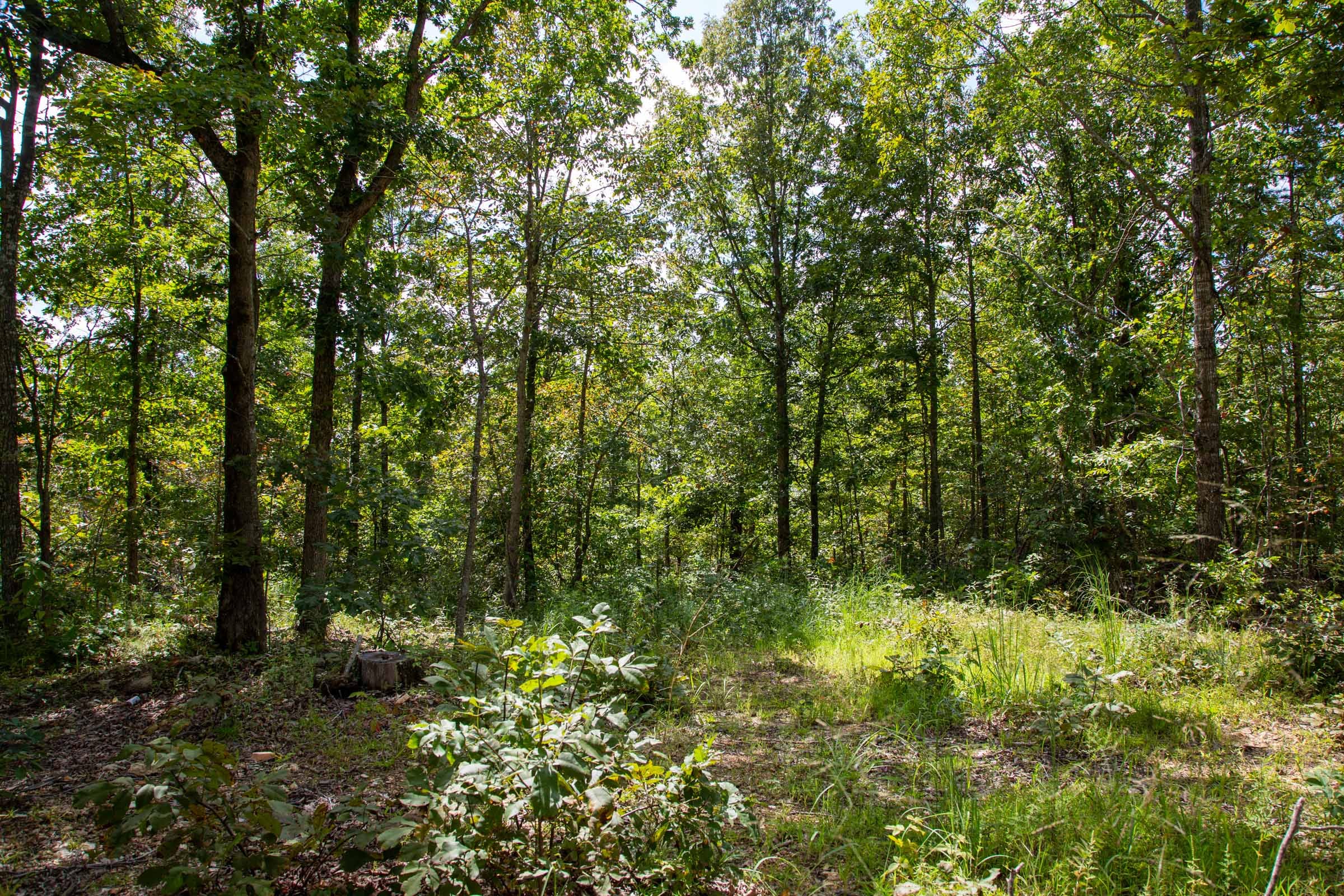 Borgmann’s Hollow Phase II photo 2
