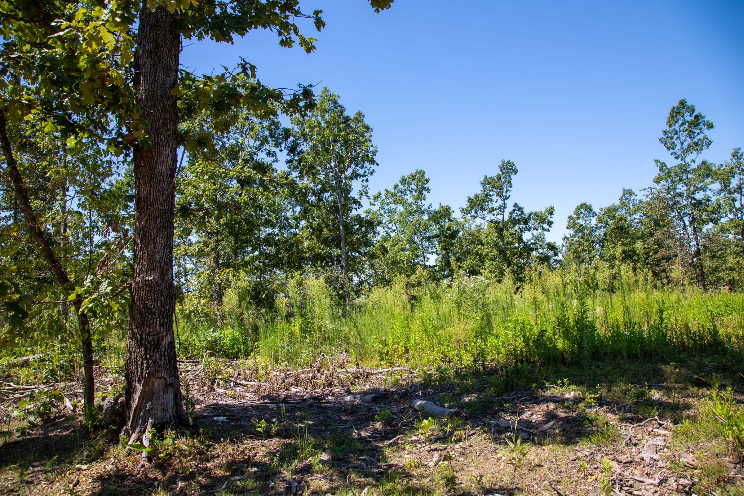 Borgmann’s Hollow Phase II photo 17