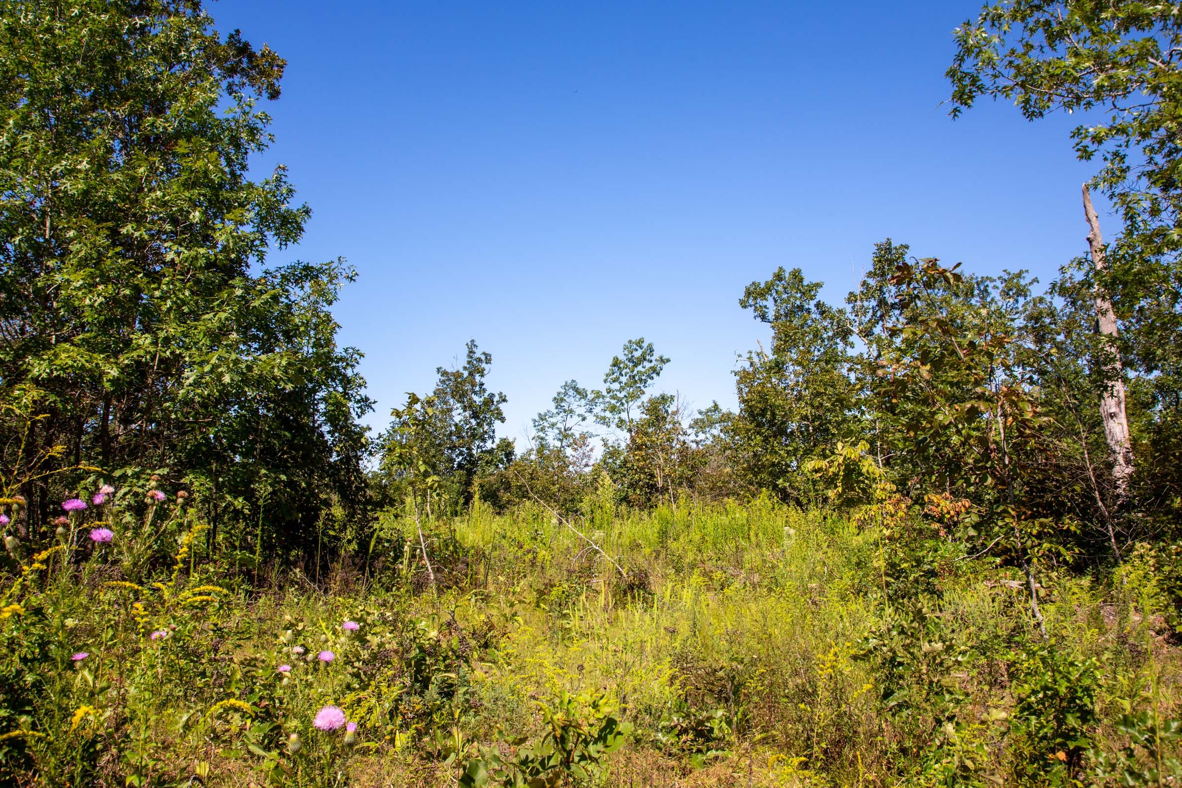 Borgmann’s Hollow Phase II photo 14