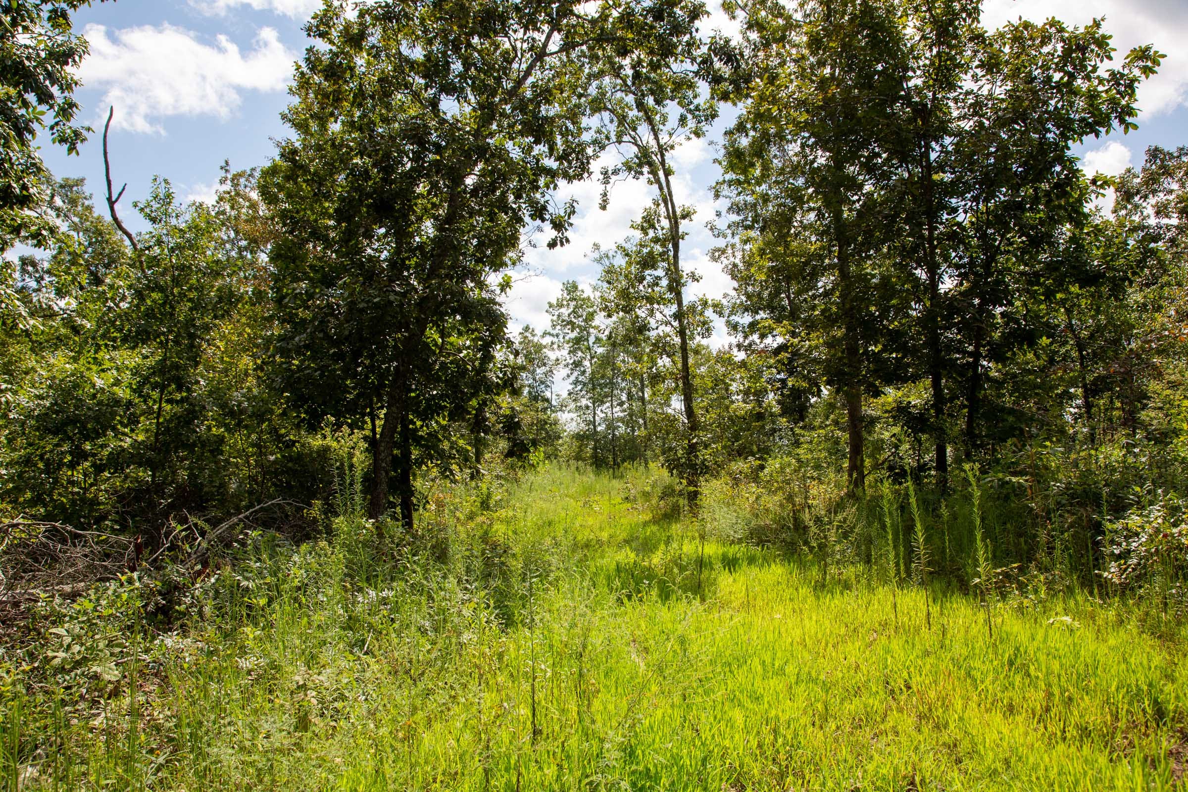 Borgmann’s Hollow Phase II photo 3