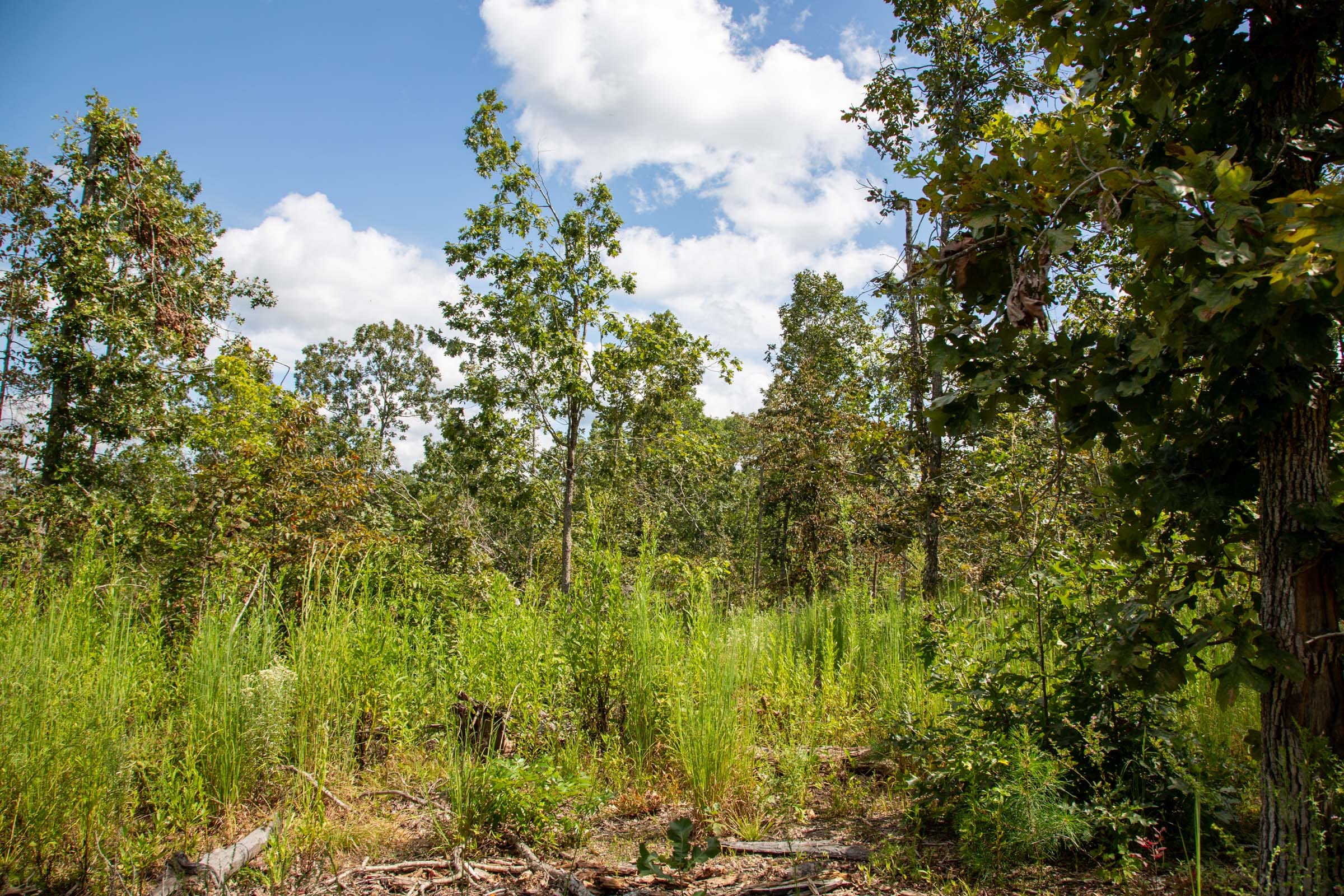 Borgmann’s Hollow Phase II photo 5
