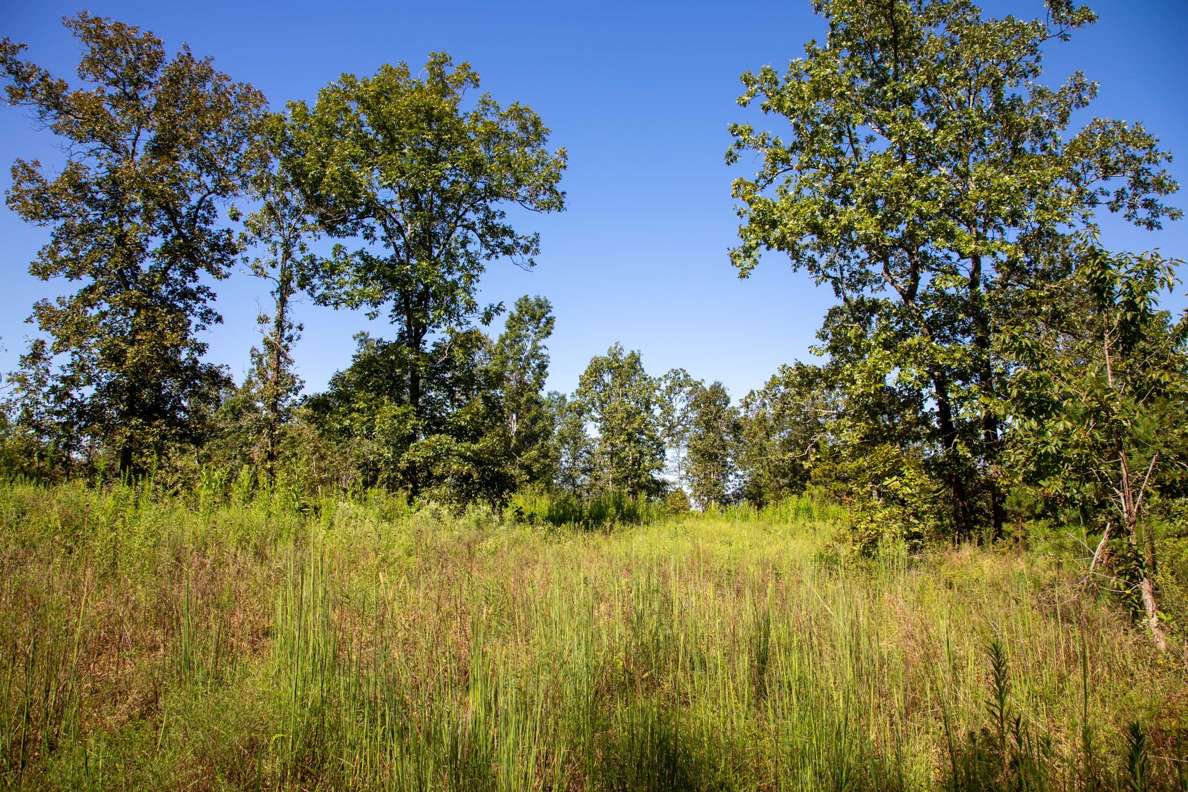 Borgmann’s Hollow Phase II photo 12