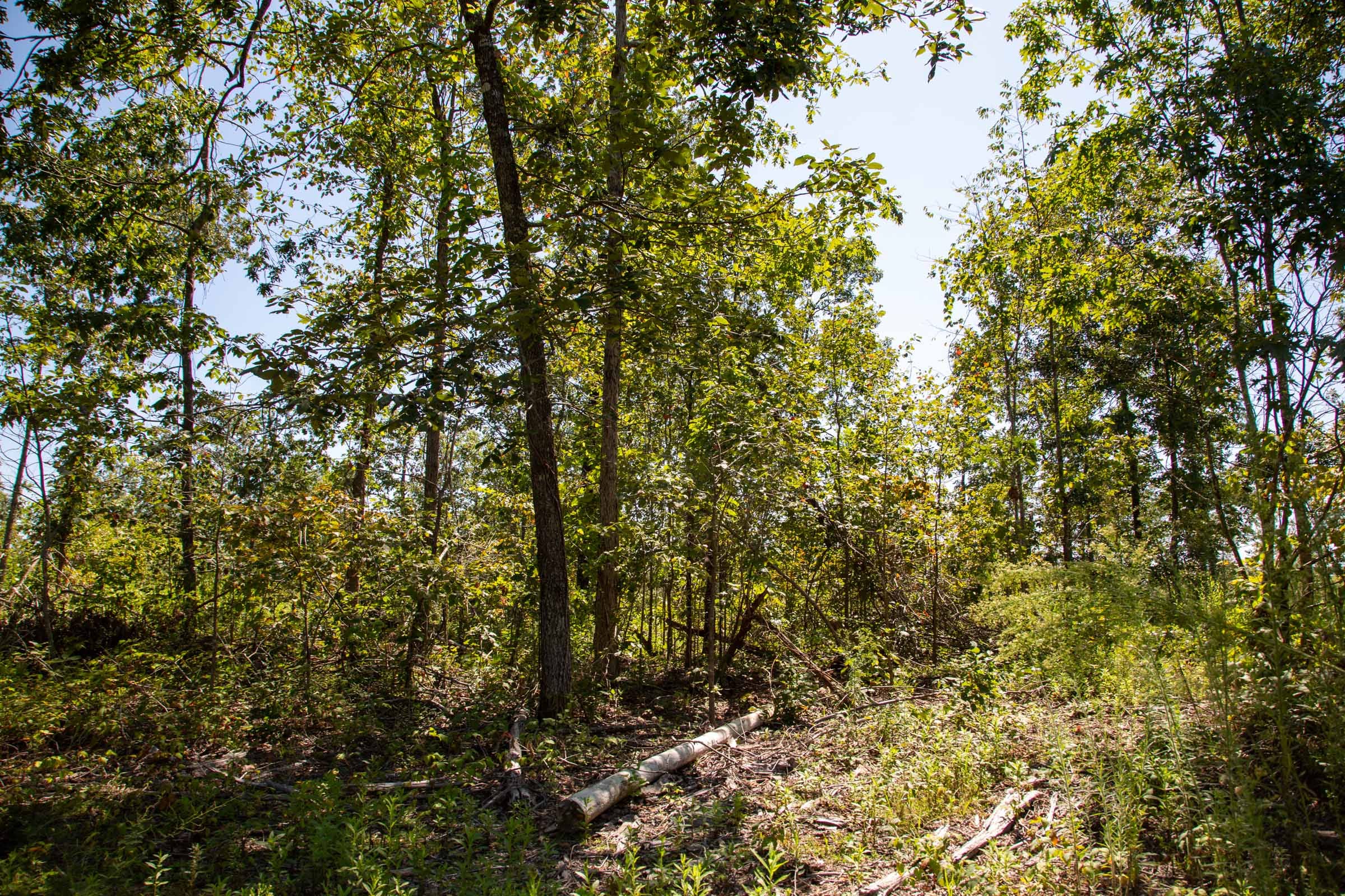 Borgmann’s Hollow Phase II photo 18