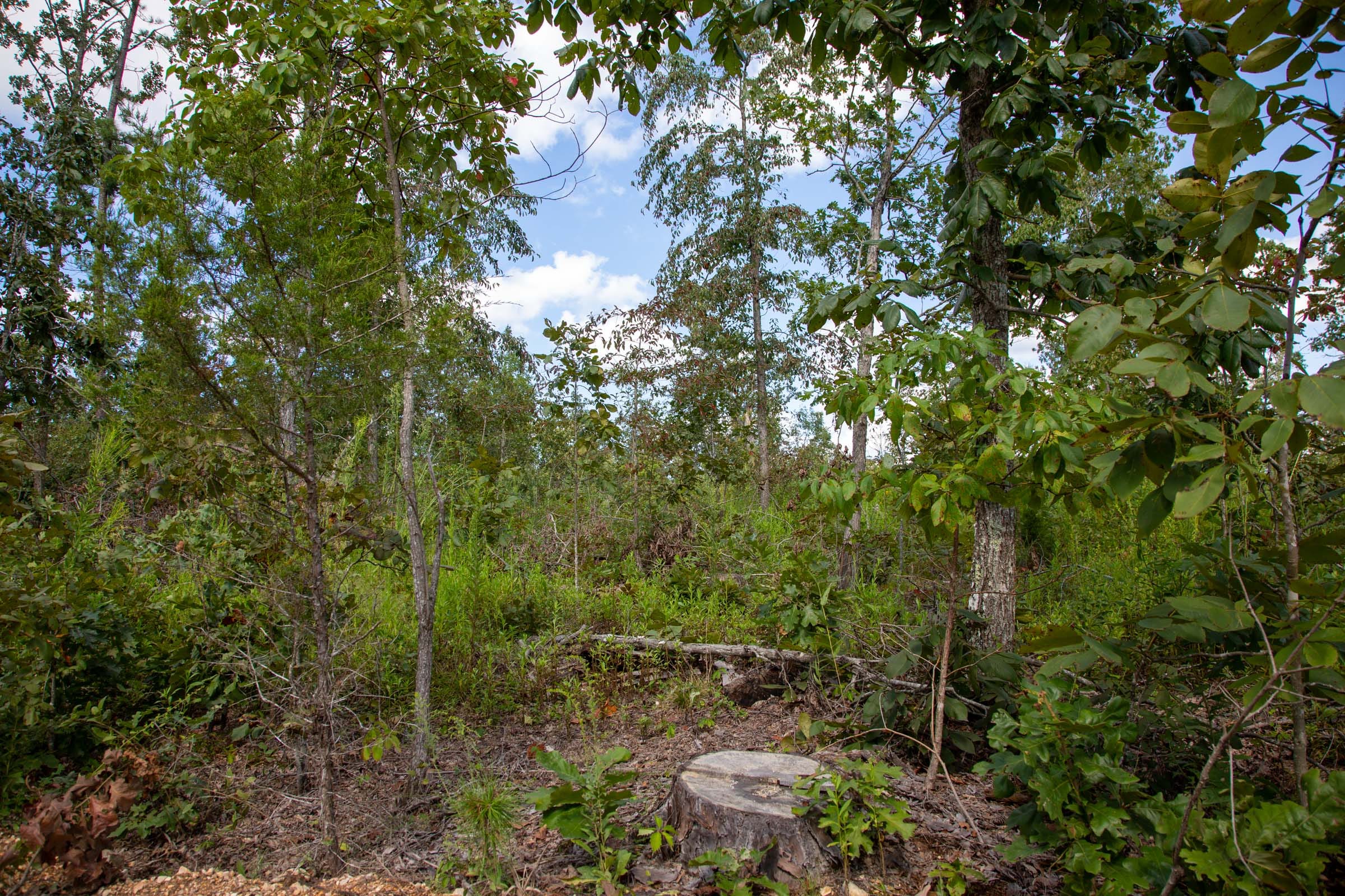 Borgmann’s Hollow Phase II photo 8