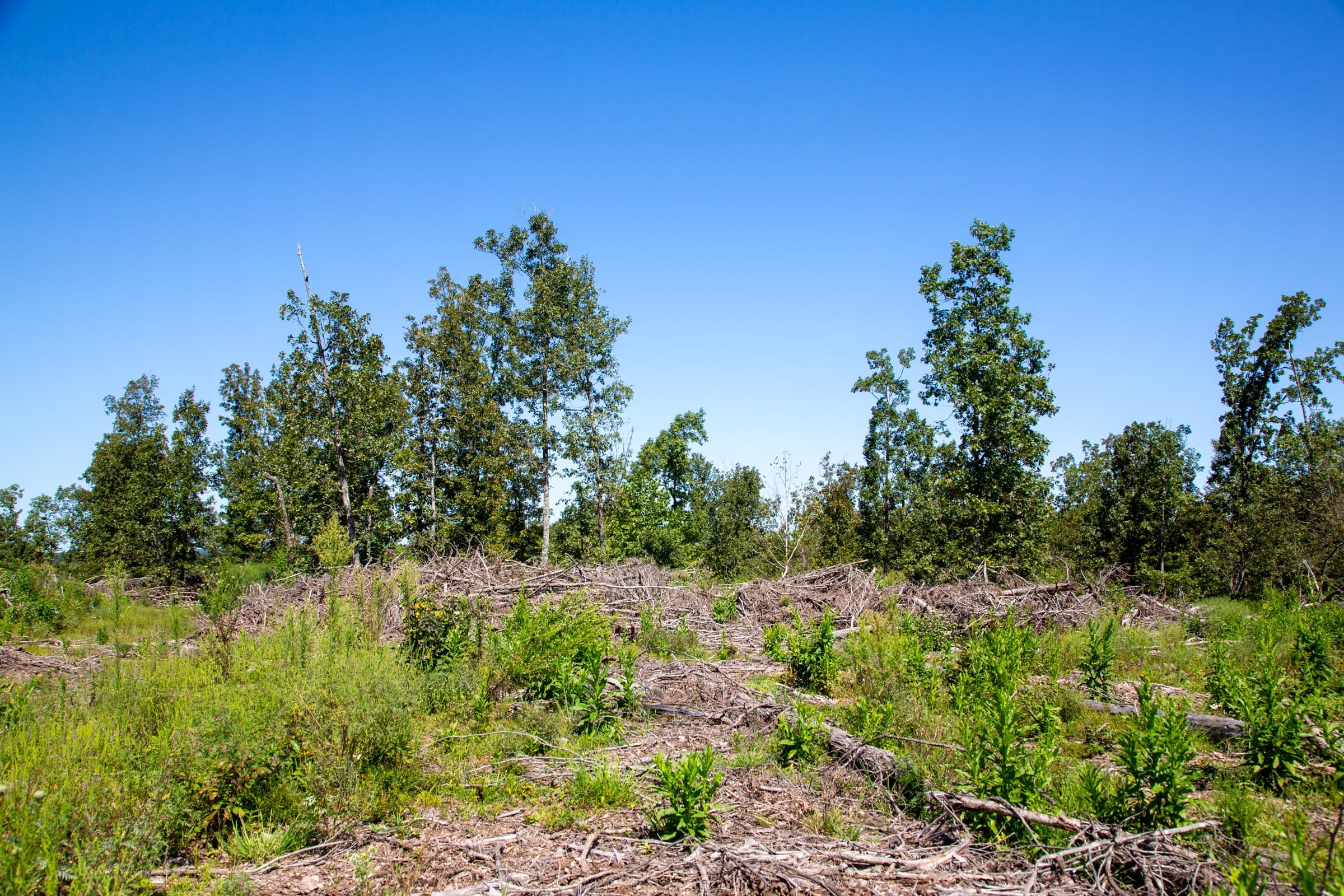 Borgmann’s Hollow Phase II photo 16