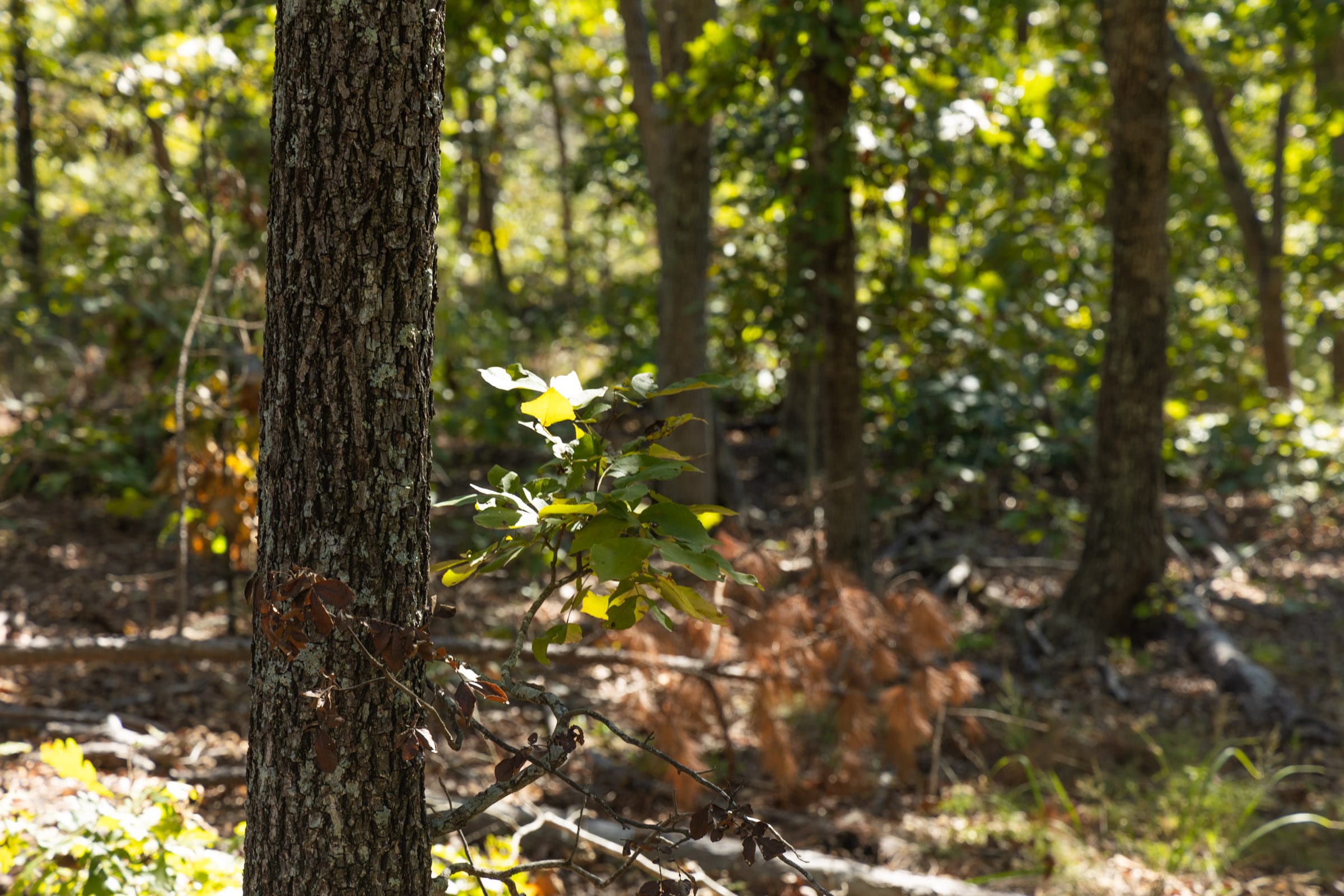 Fox Hollow photo 11