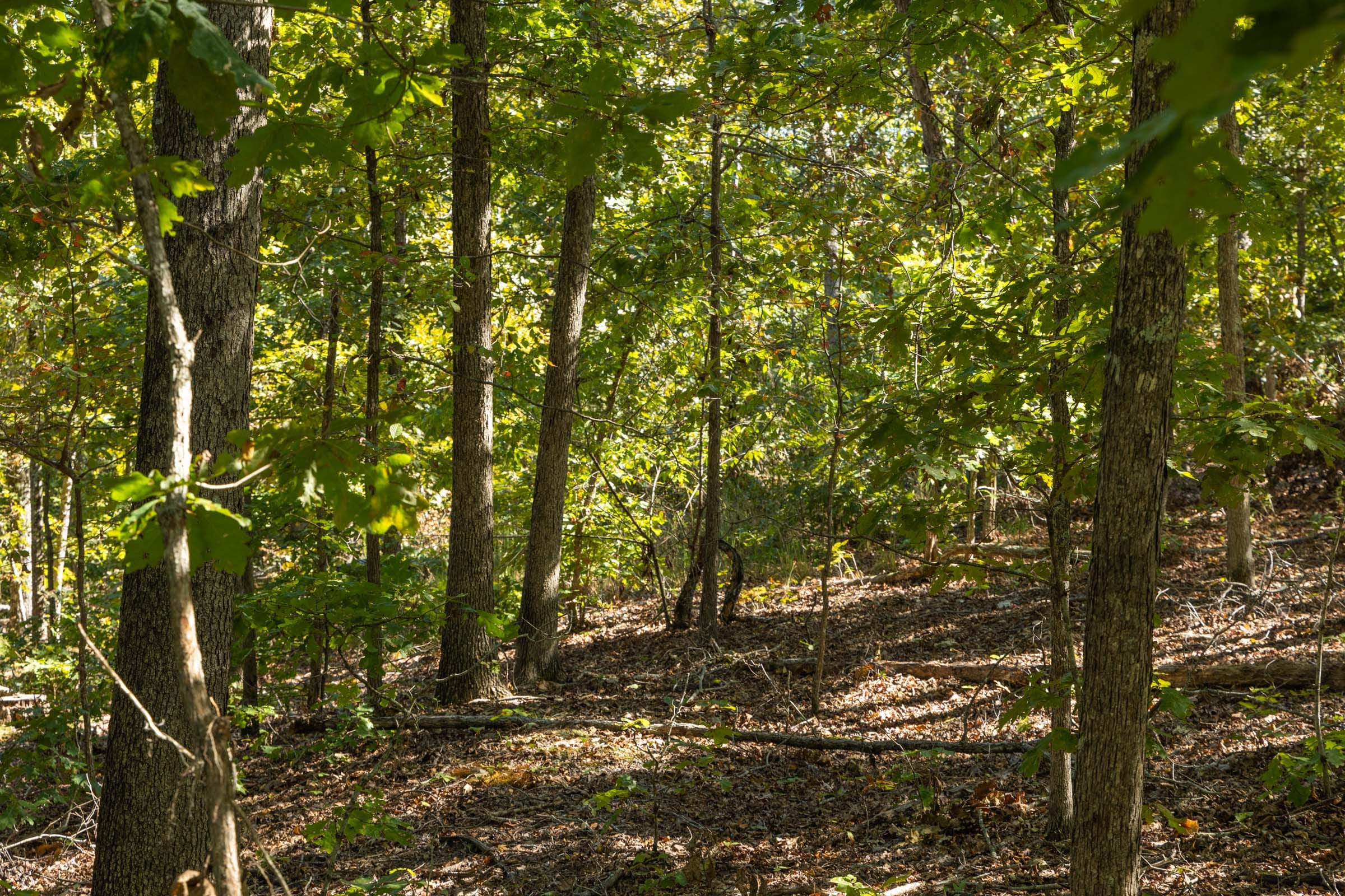 Fox Hollow photo 8