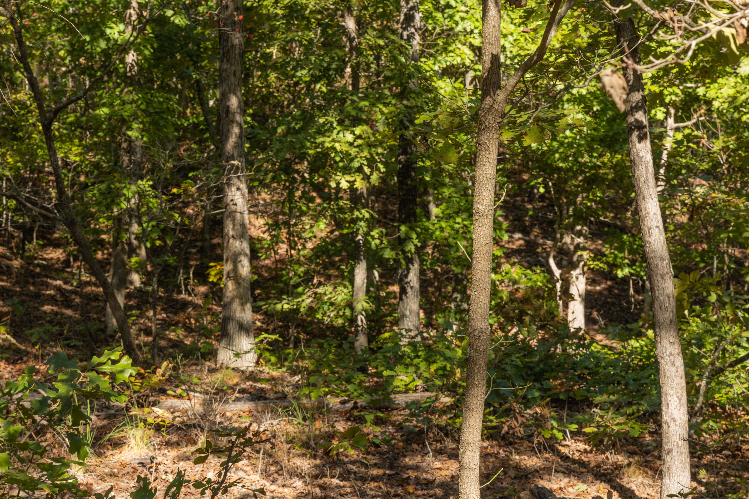 Fox Hollow photo 15