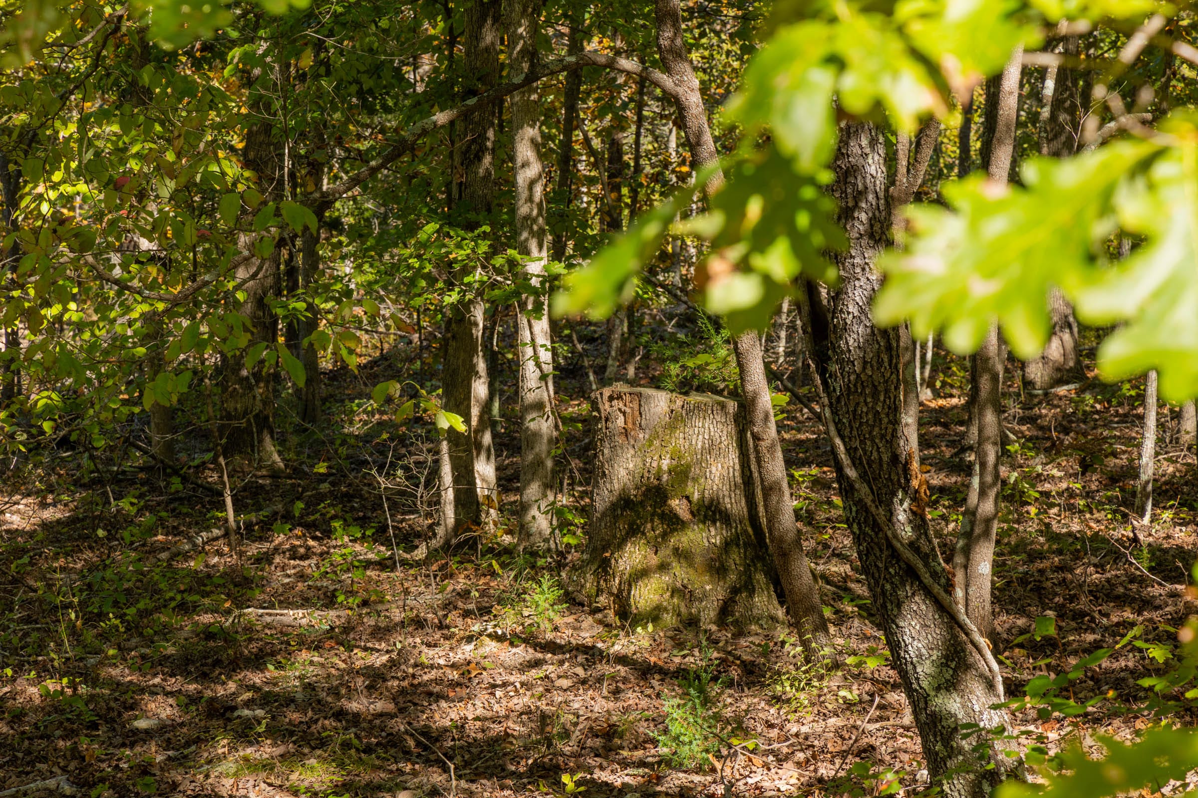 Fox Hollow photo 16