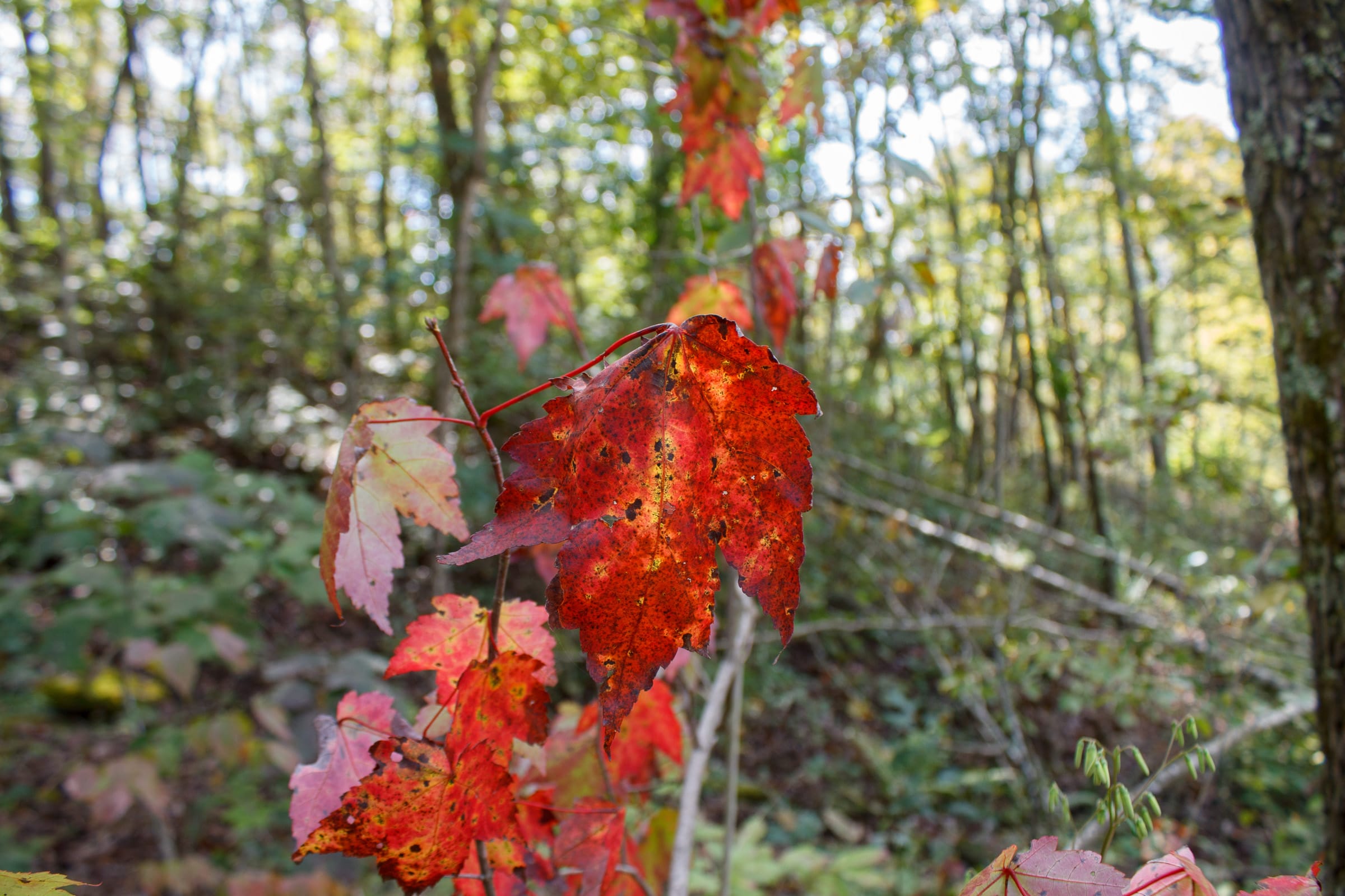Wounded Oak photo 11