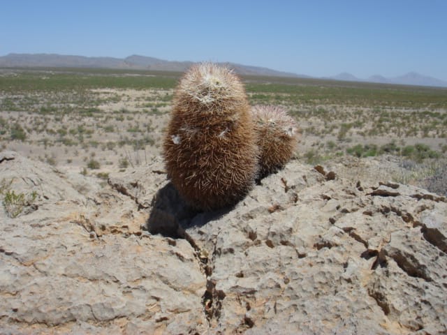 El Paso Ranches photo 2