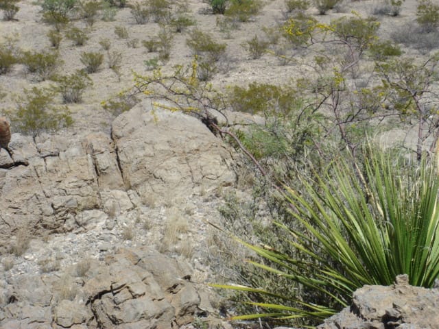 El Paso Ranches photo 3