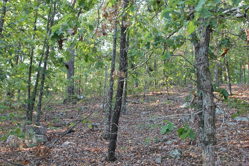 Trophy Ridge Phase II photo 5