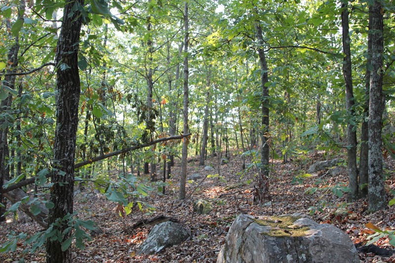 Trophy Ridge Phase II photo 6