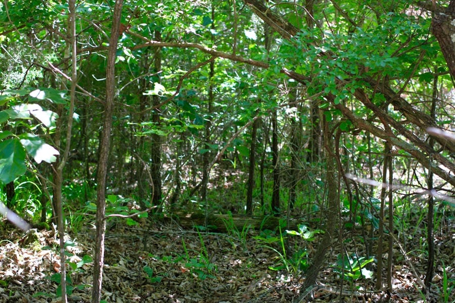 Hickory Hill Ranch photo 14