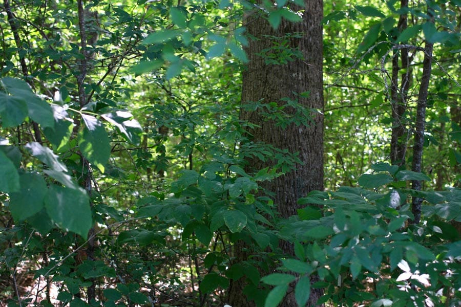 Hickory Hill Ranch photo 13