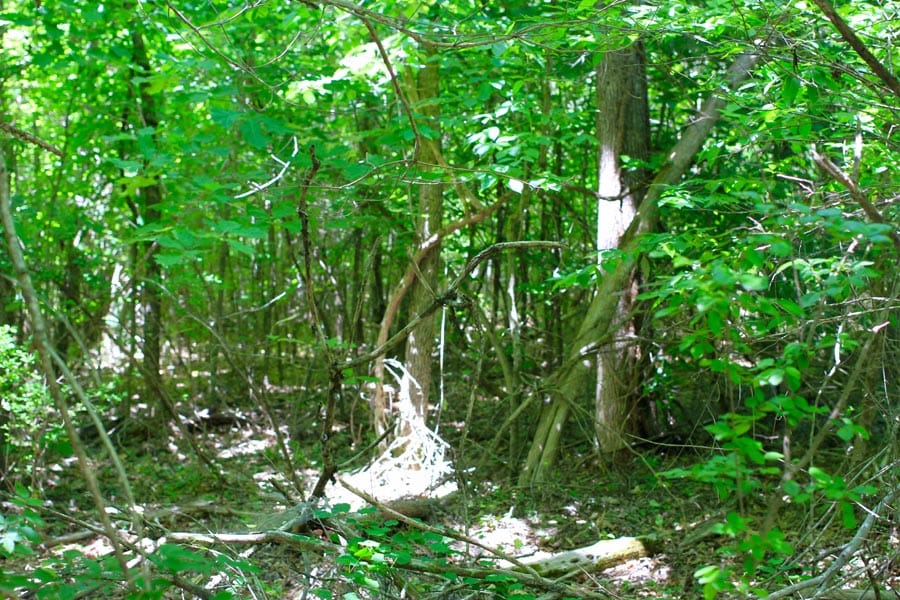 Hickory Hill Ranch photo 2