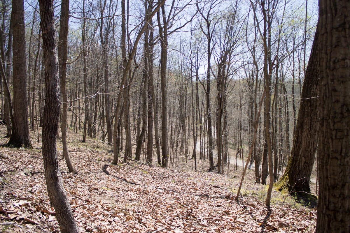 Chestnut Oak Ridge photo 18