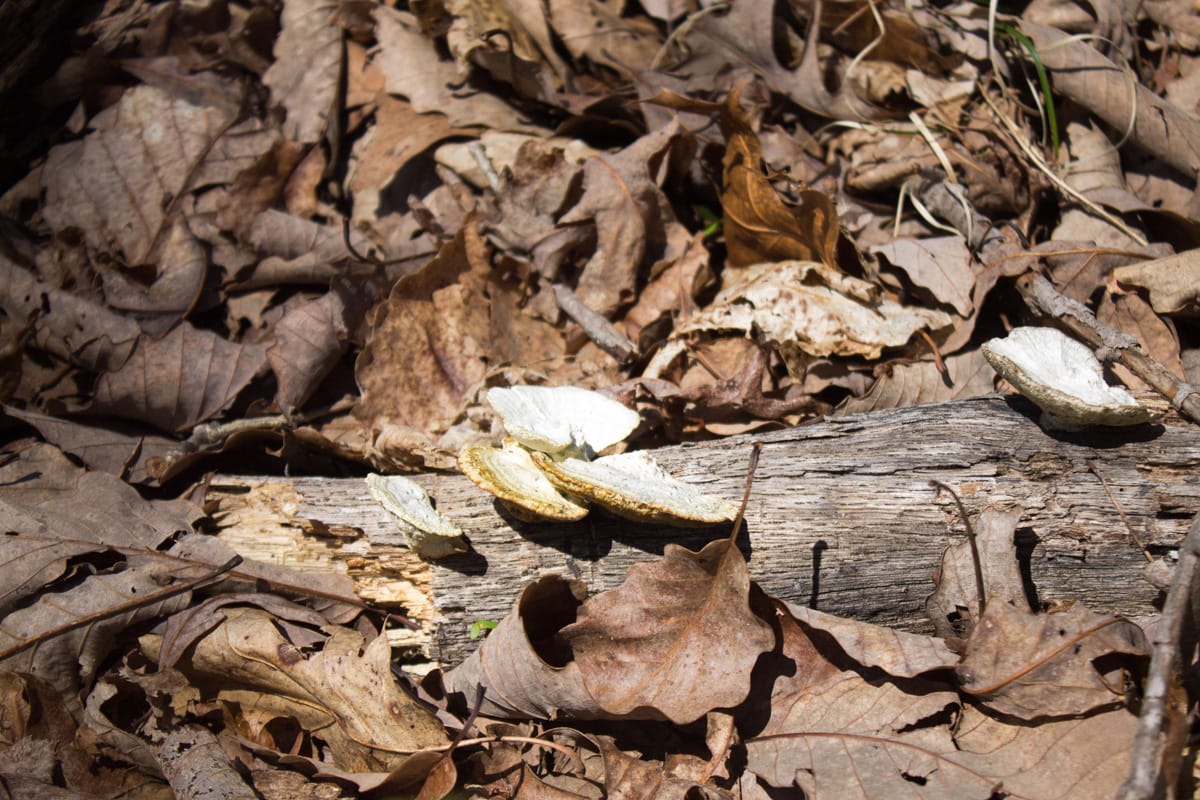 Chestnut Oak Ridge photo 12
