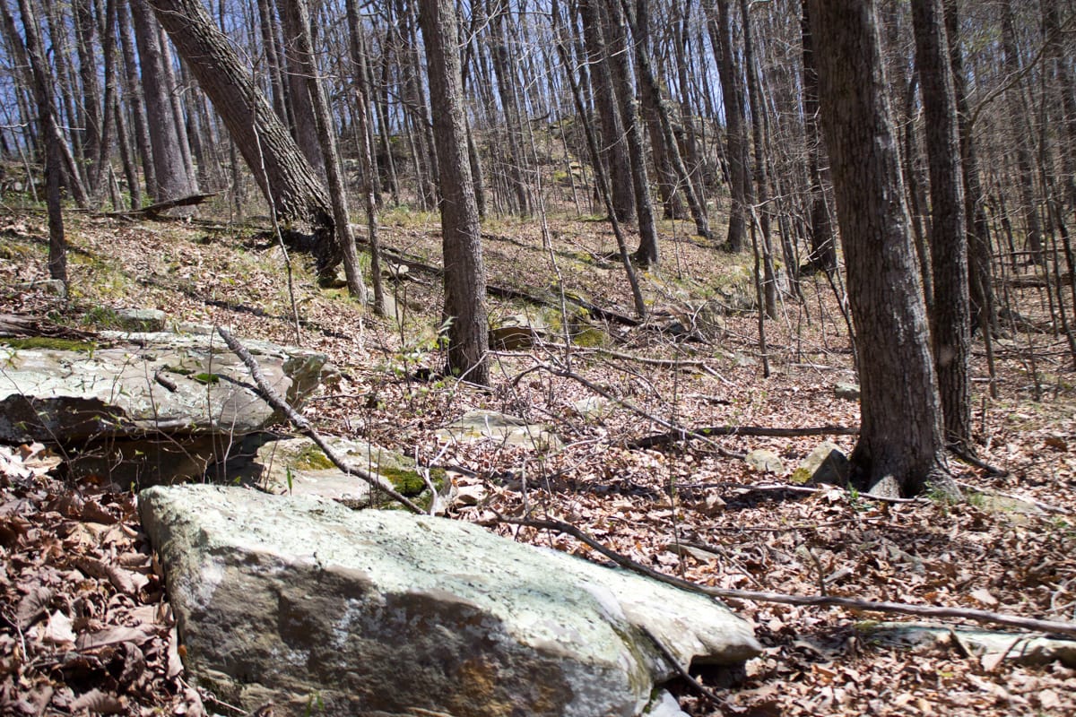 Chestnut Oak Ridge photo 10
