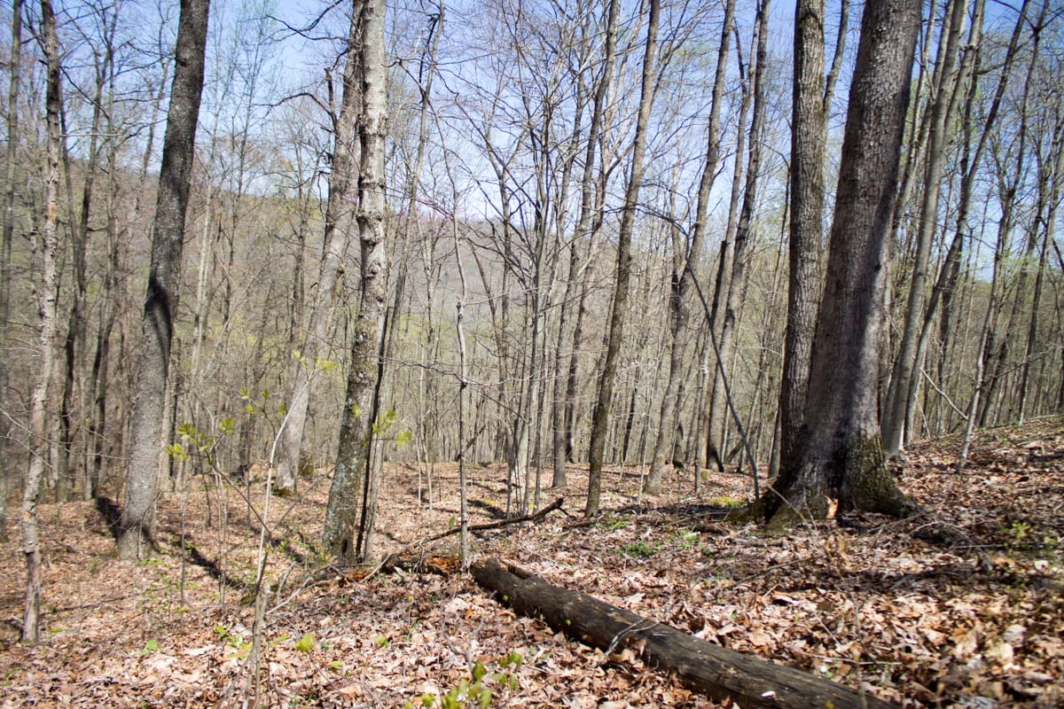 Chestnut Oak Ridge photo 14