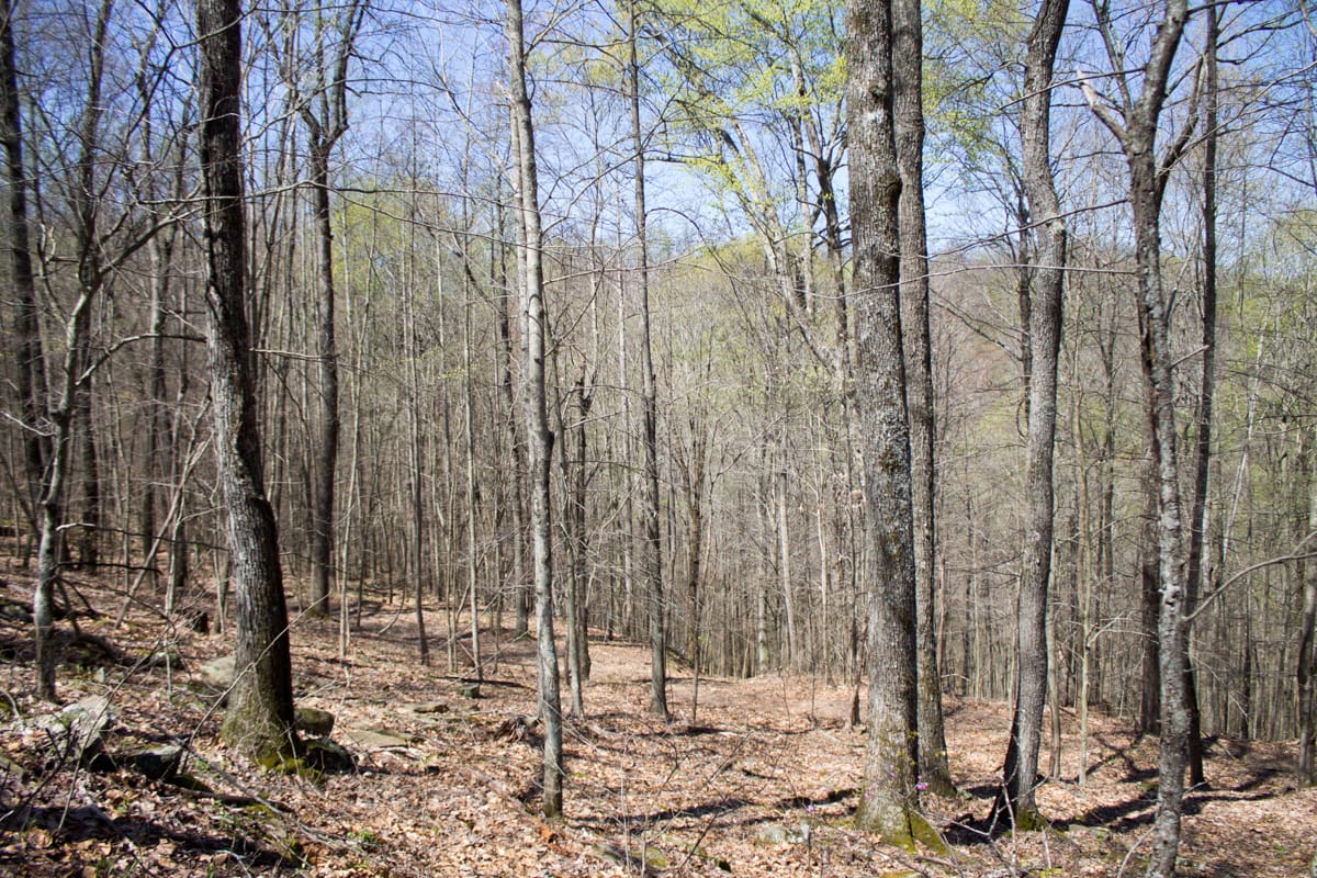 Chestnut Oak Ridge photo 5