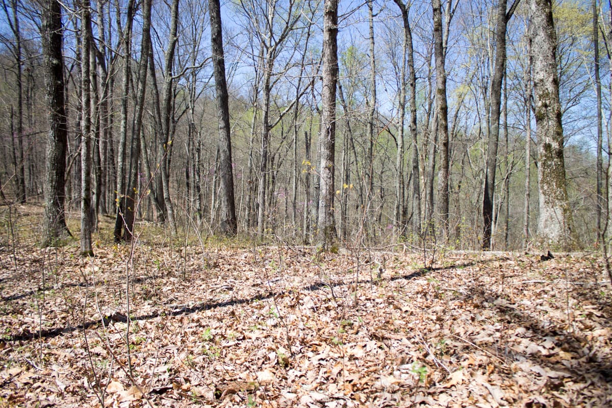 Chestnut Oak Ridge photo 13