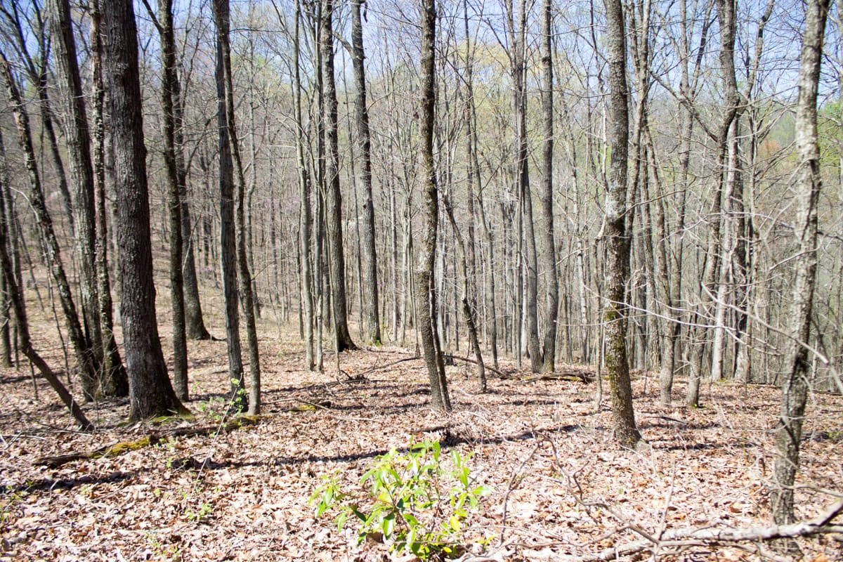 Chestnut Oak Ridge photo 16