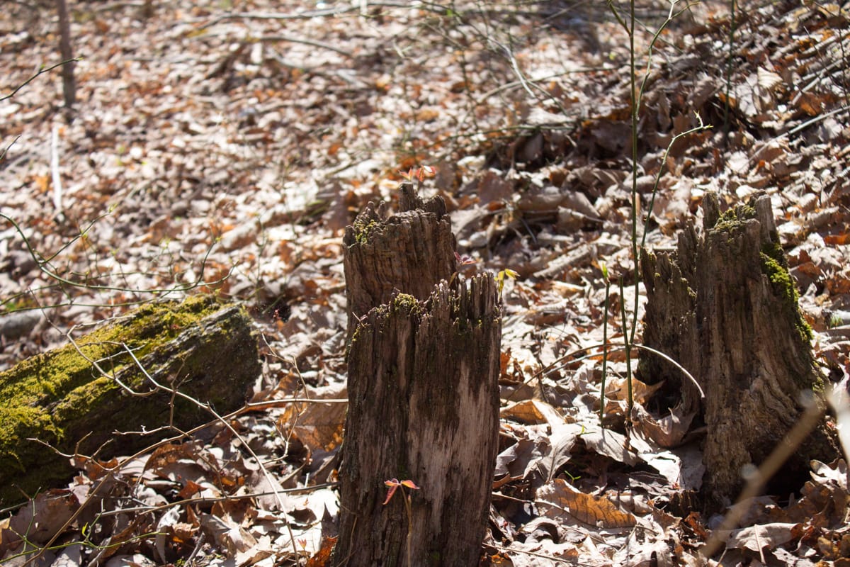 Chestnut Oak Ridge photo 6